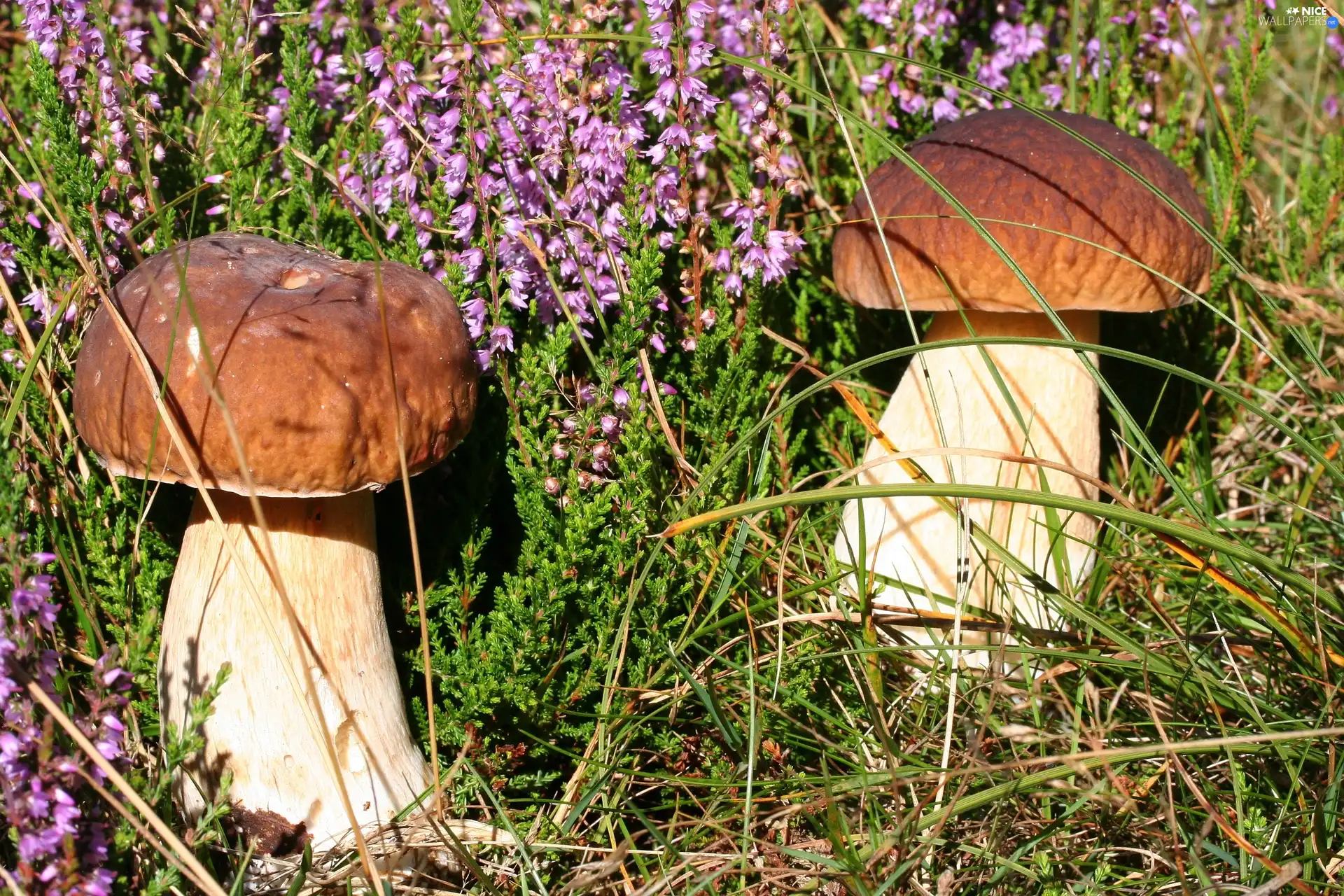 Moss, mushrooms, boletus