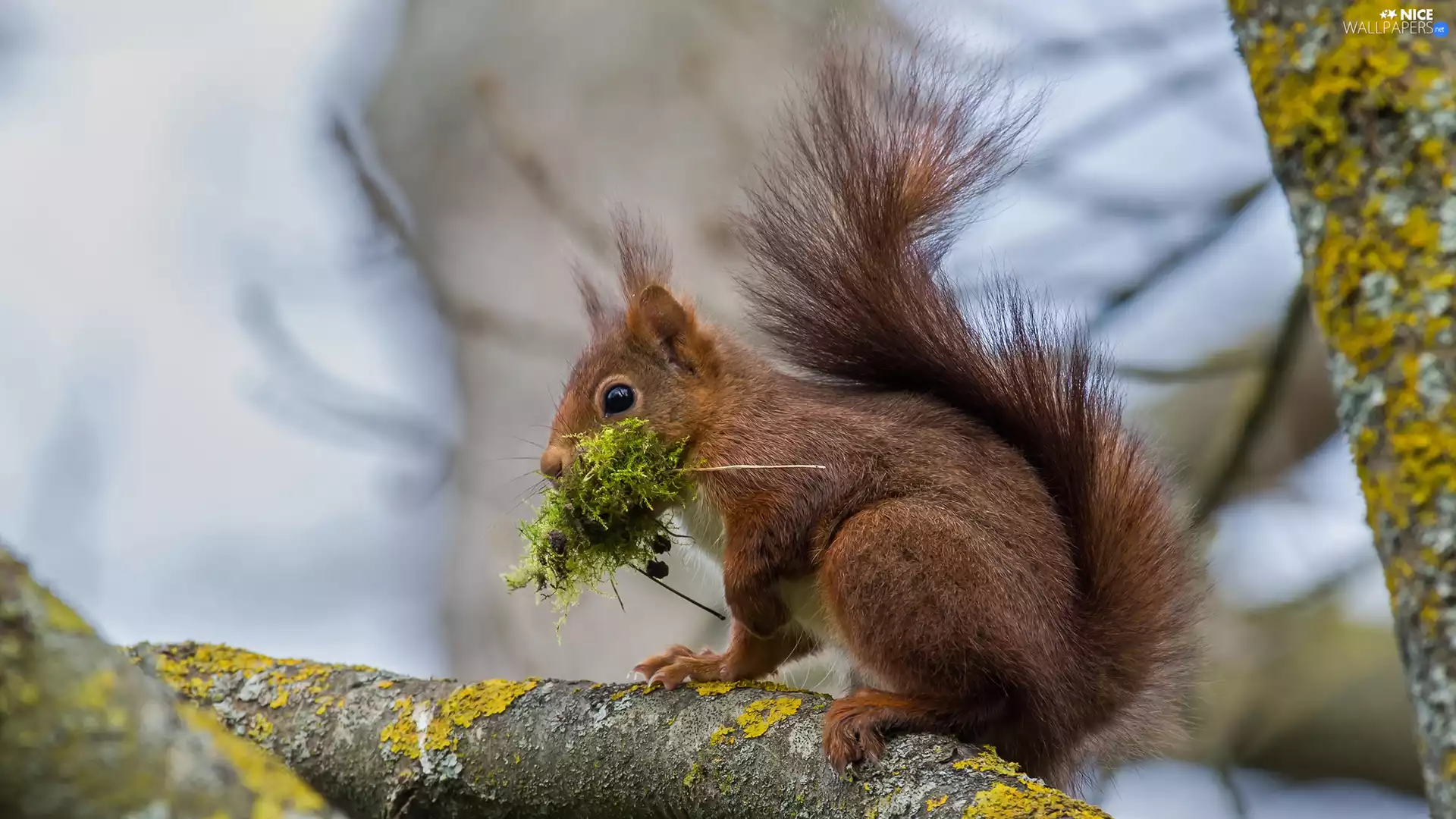 Moss, squirrel, branches