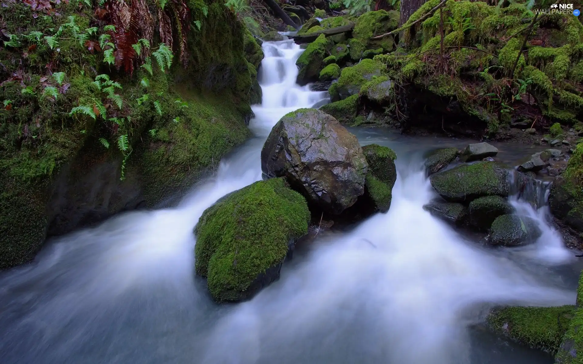 Moss, fern, stream, Stones, rapid