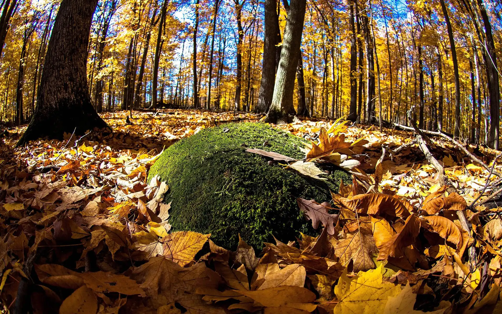 forest, Leaf, Moss, autumn