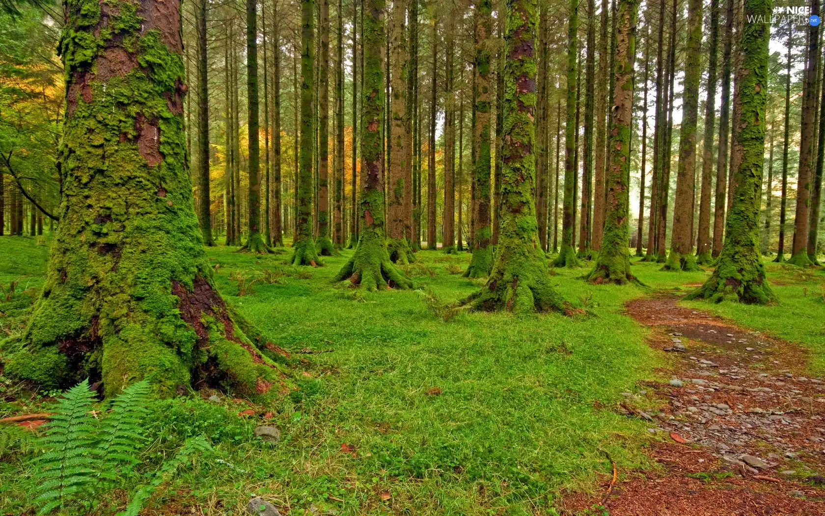 Moss, grass, trees, viewes, forest