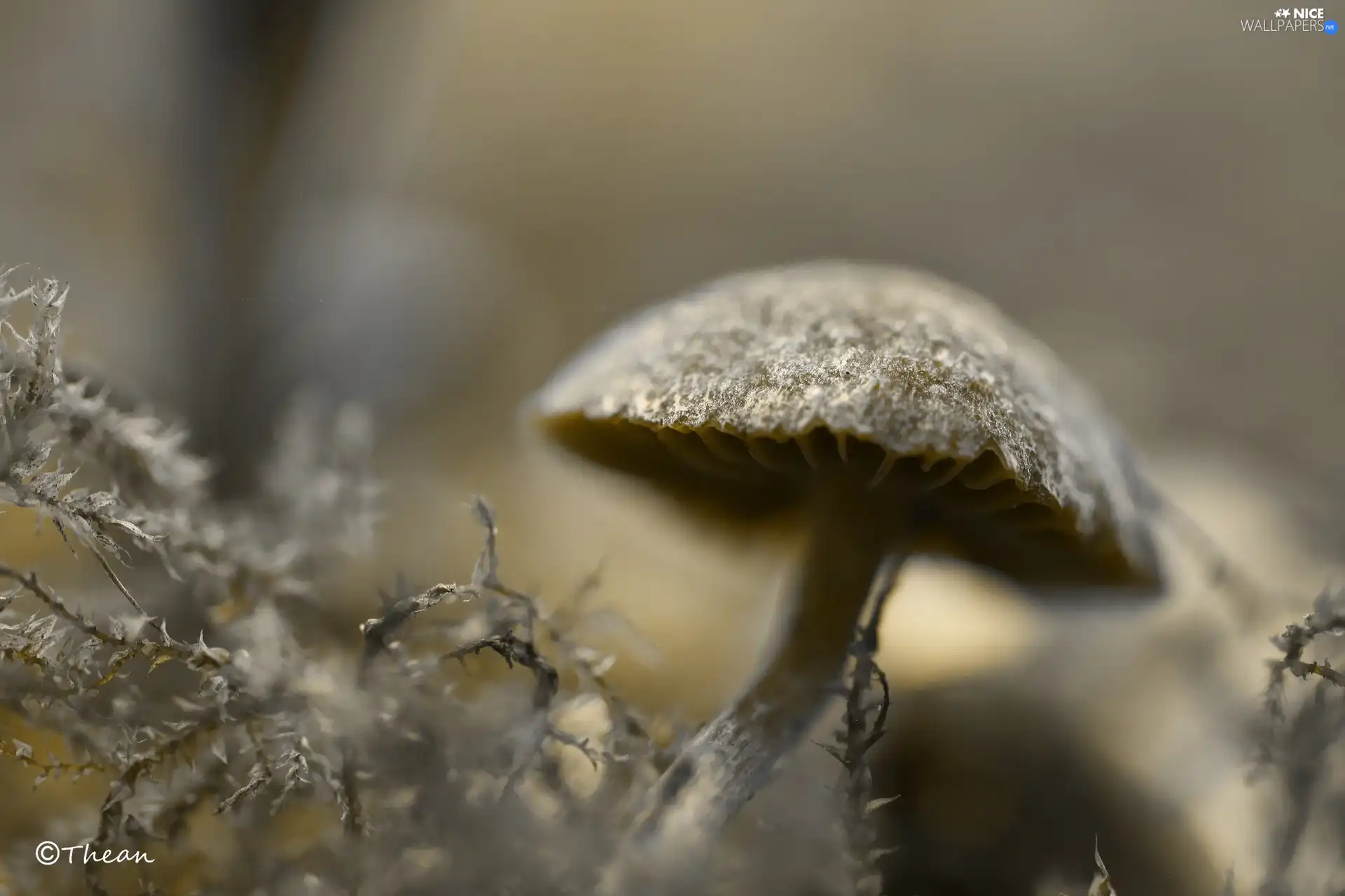 Moss, mushroom, Hat