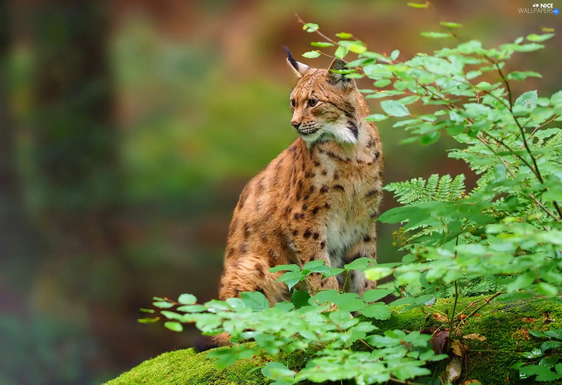 Lynx, Stone, Moss, scrub