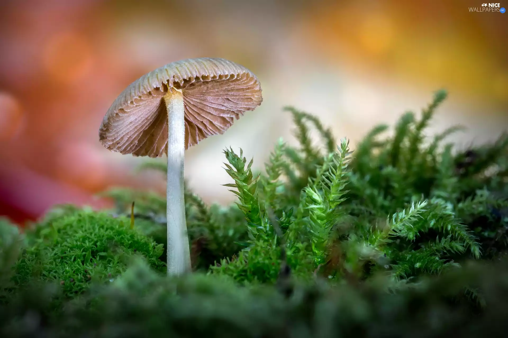 mushroom, color, background, Moss