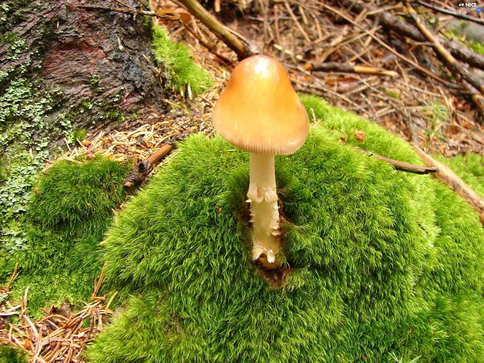 mushroom, Moss