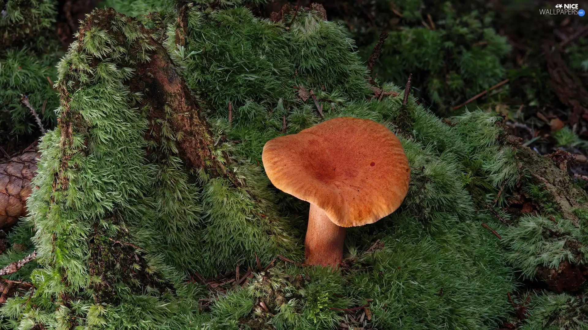 Moss, Mushrooms, rapprochement