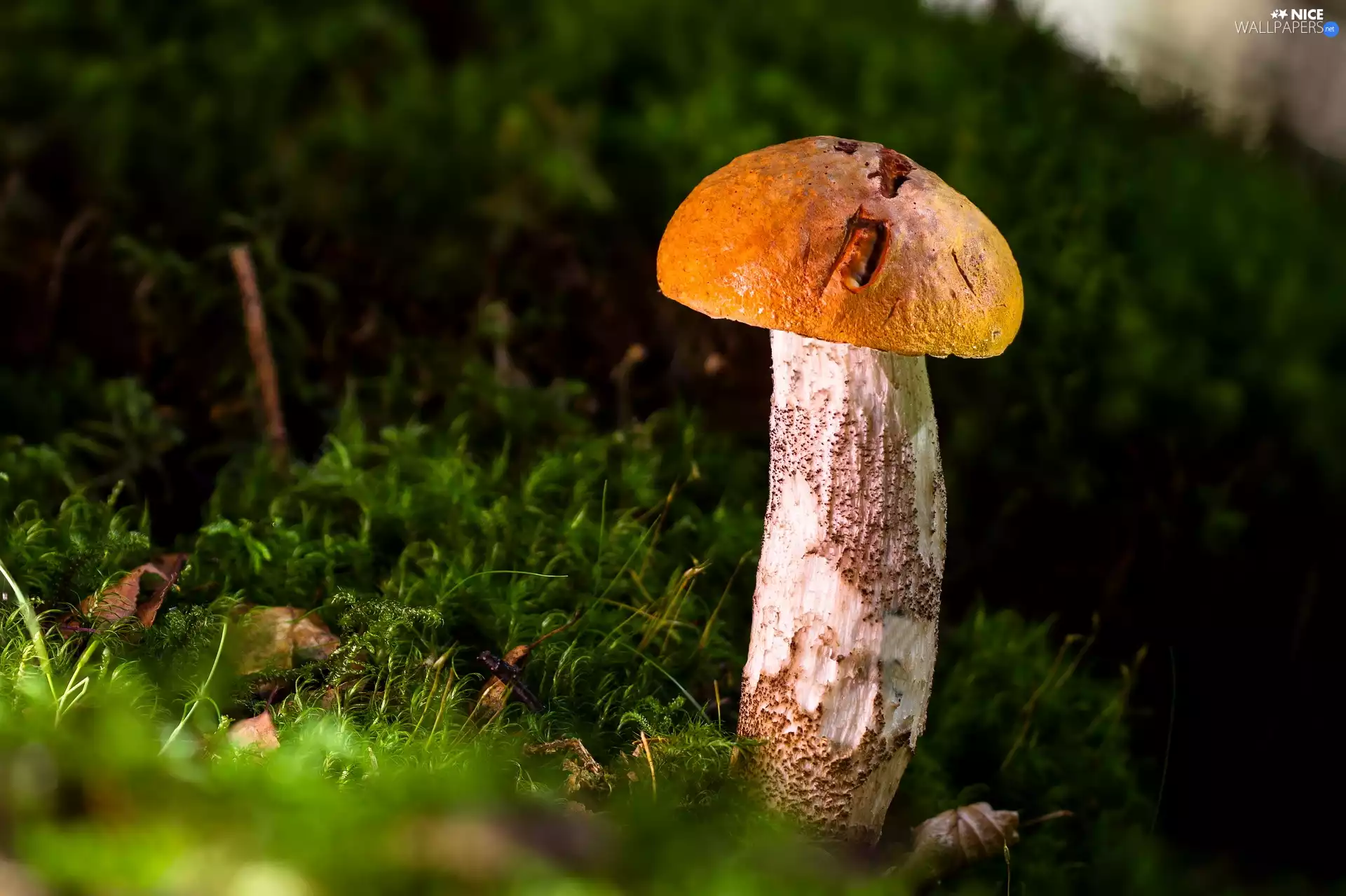 Mushrooms, Moss, rapprochement, Leccinum Red