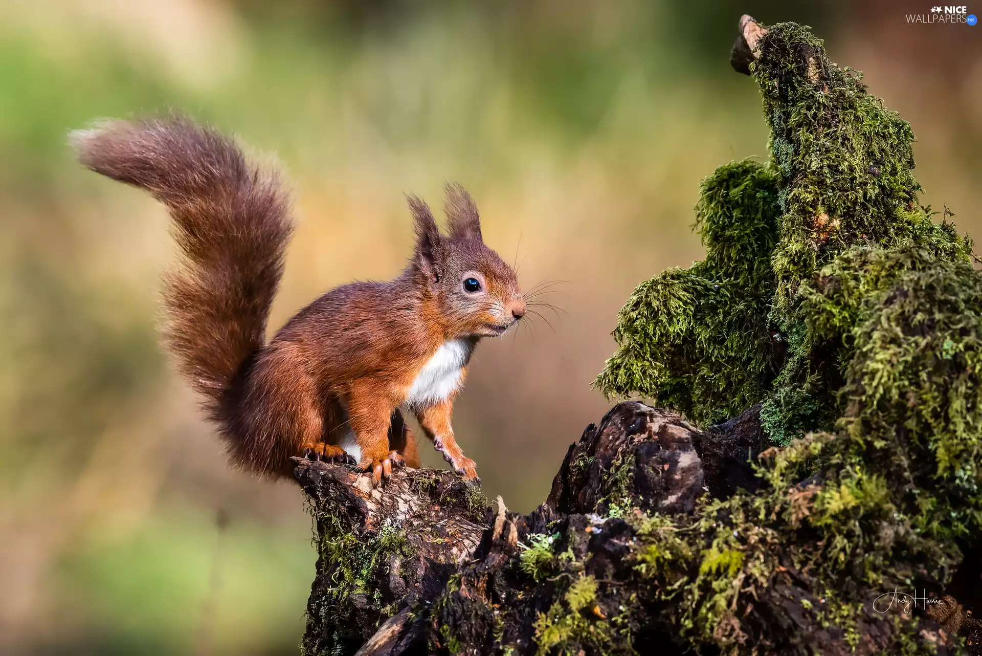 Moss, Ginger, squirrel
