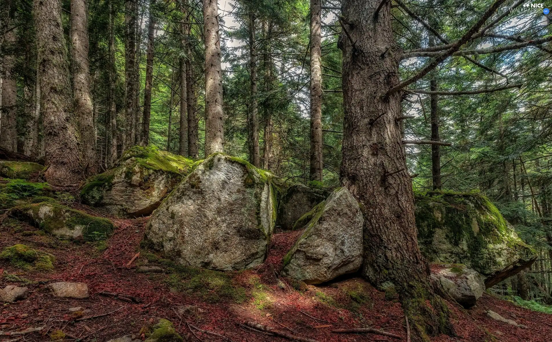 Moss, forest, Stones