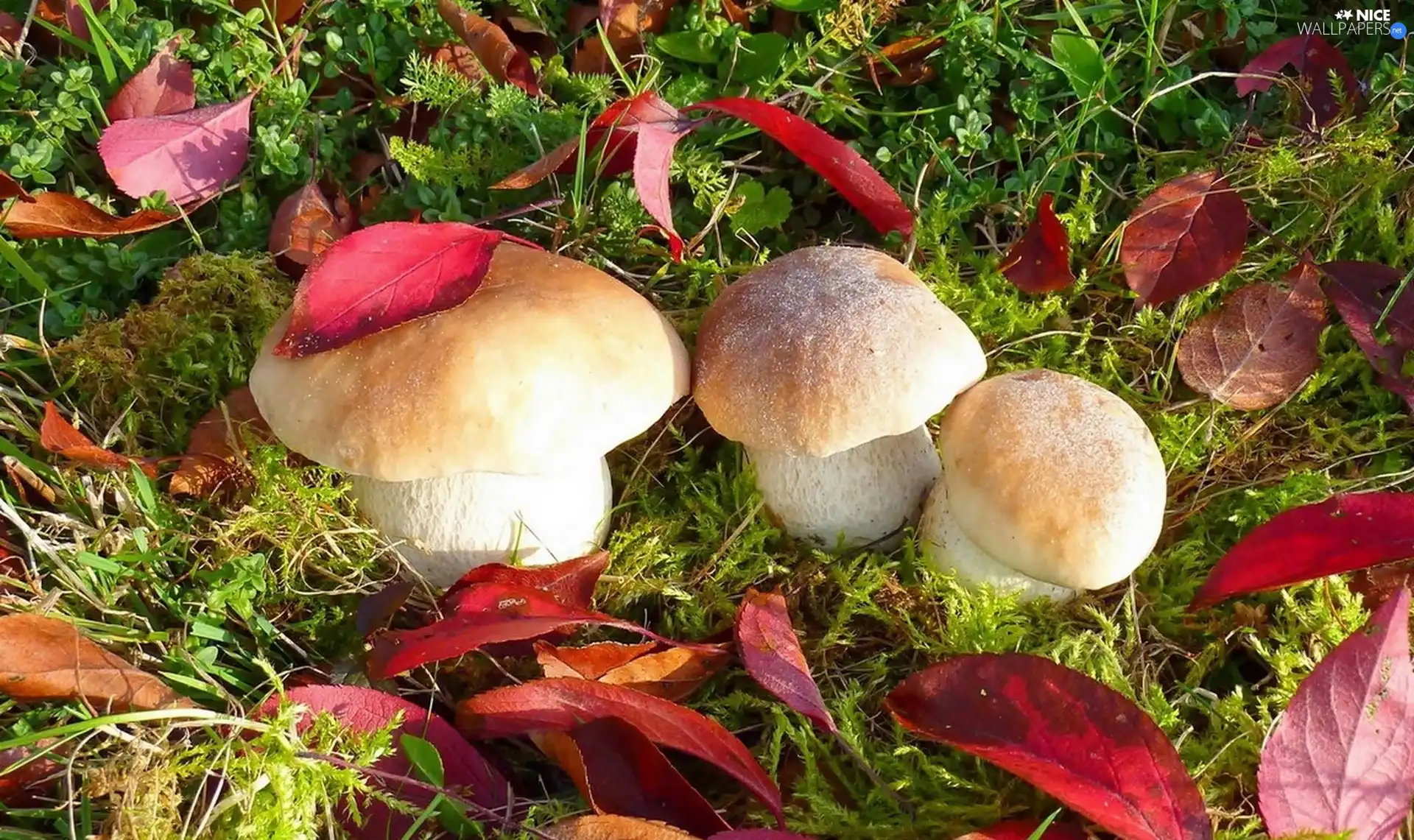 Three, Leaf, Moss, boletus