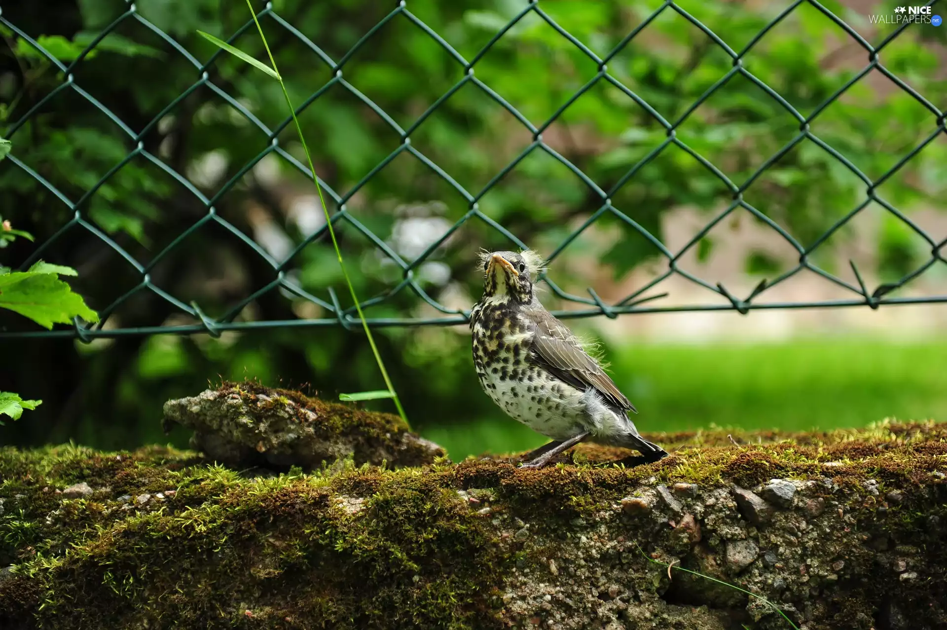 Stones, Moss, thrush, fence, birdies