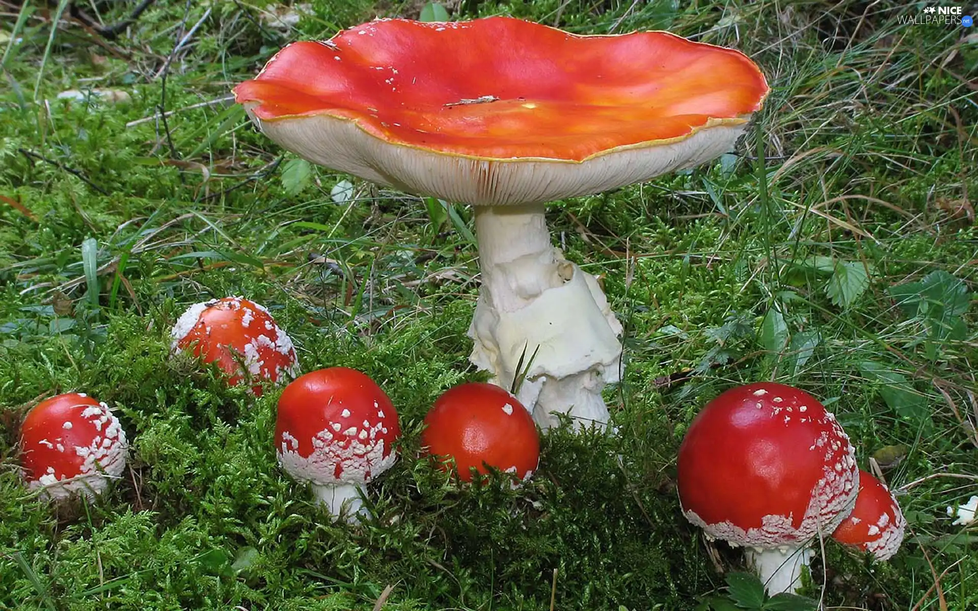 Moss, mushrooms, toadstools