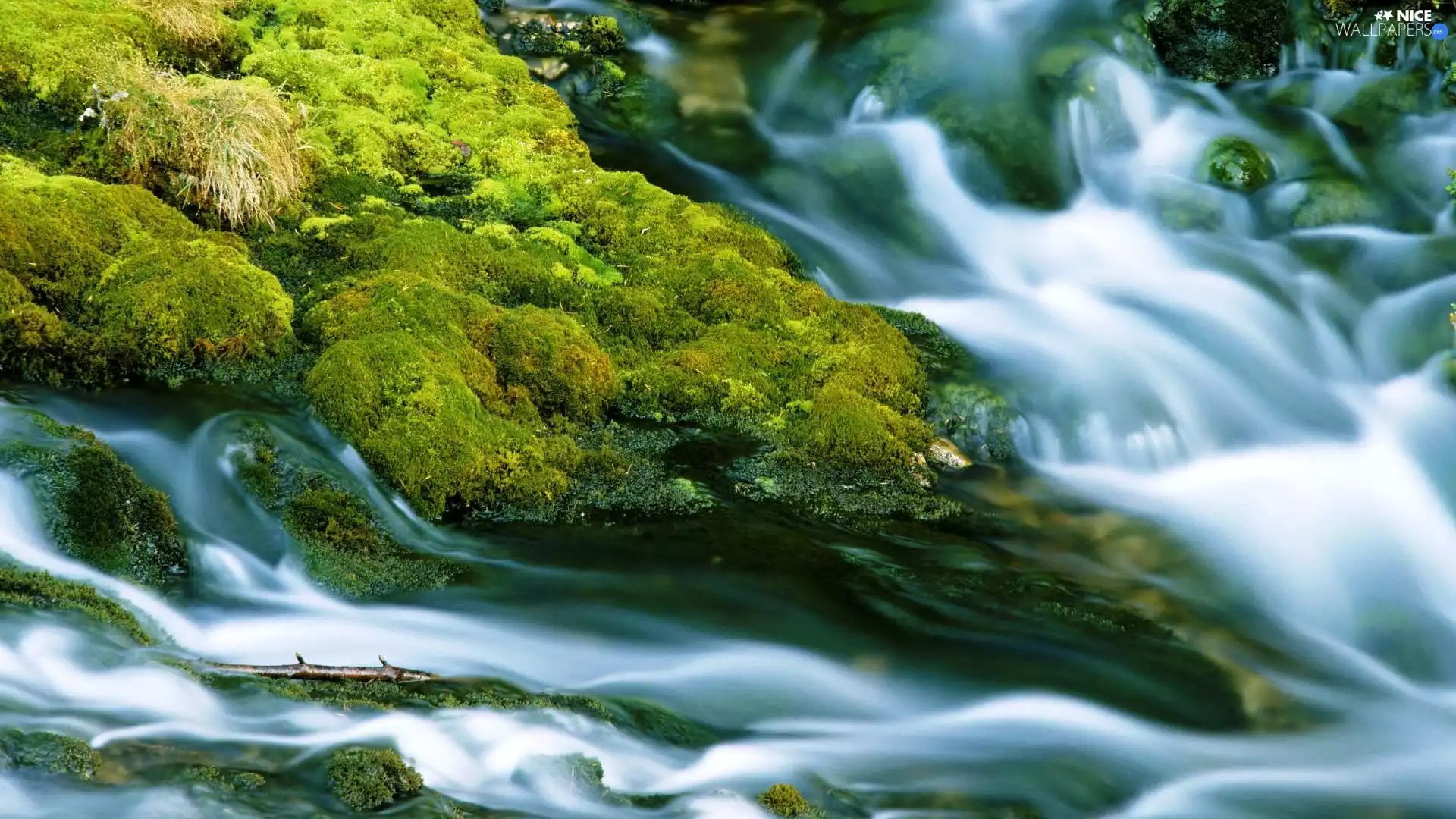 Moss, waterfall, VEGETATION