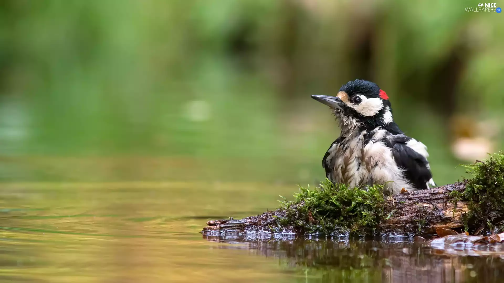 snag, Moss, woodpecker, water, Bird