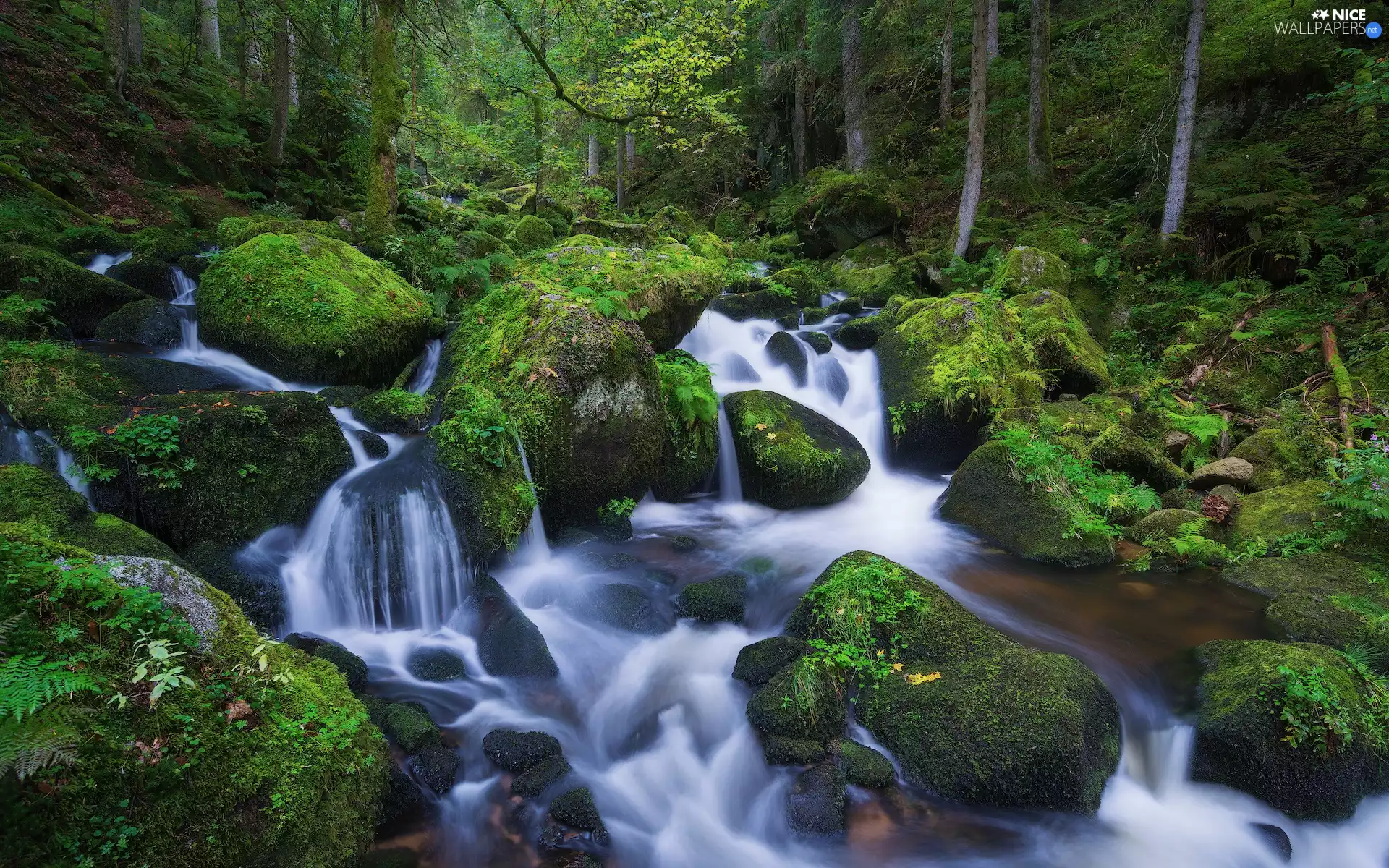 forest, Stones, stream, mossy