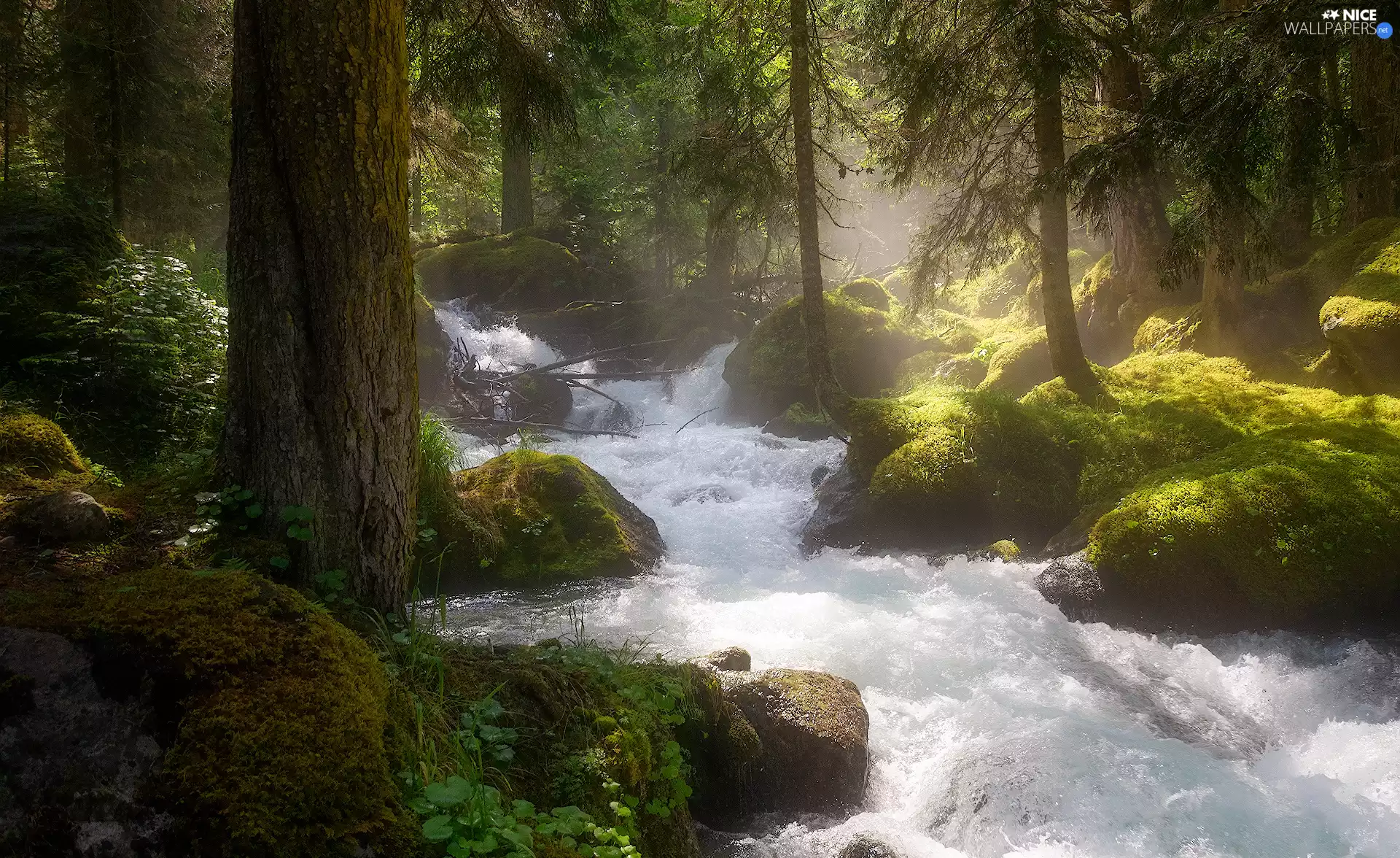 mossy, forest, Plants, light breaking through sky, Stones, River