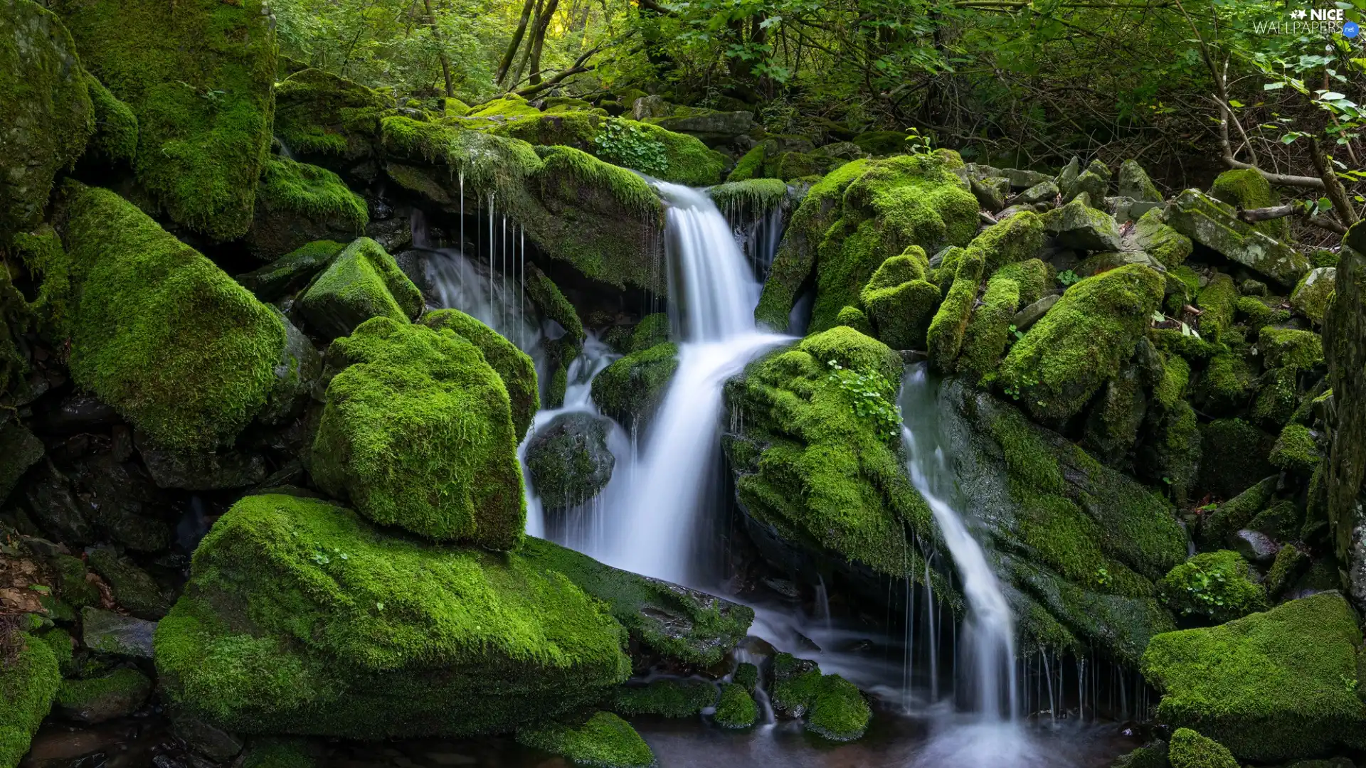 rocks, Stones, viewes, mossy, forest, trees, stream