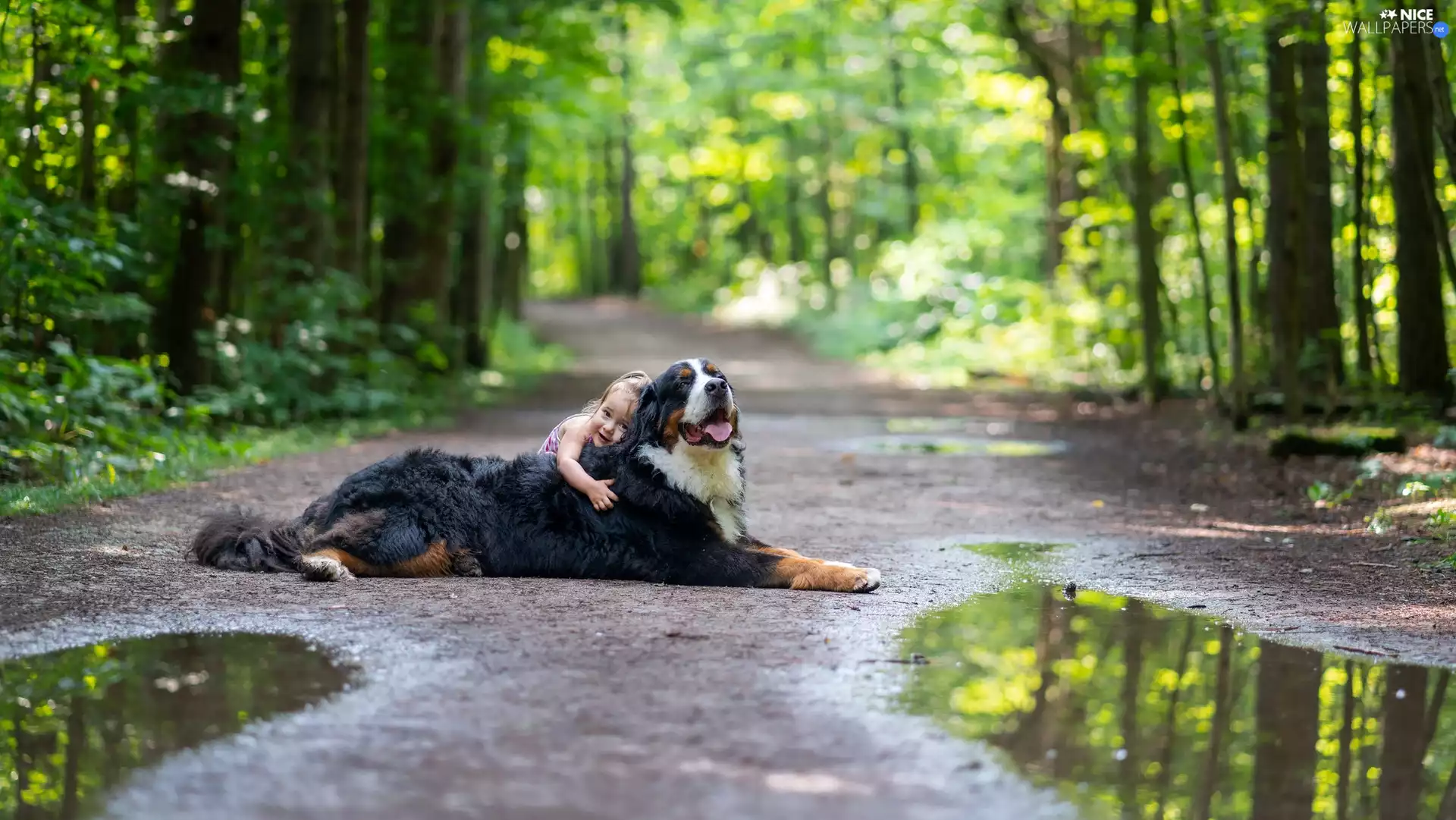 Way, forest, Bernese Mountain Dog, Kid, dog