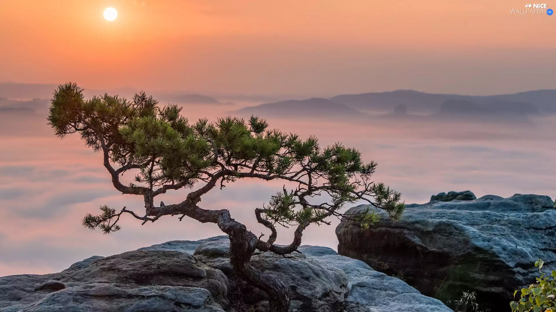 trees, Saxony, Děčínská vrchovina, Rocks, Lilienstein Mountain, Germany, Saxon Switzerland National Park, Fog, pine, Great Sunsets