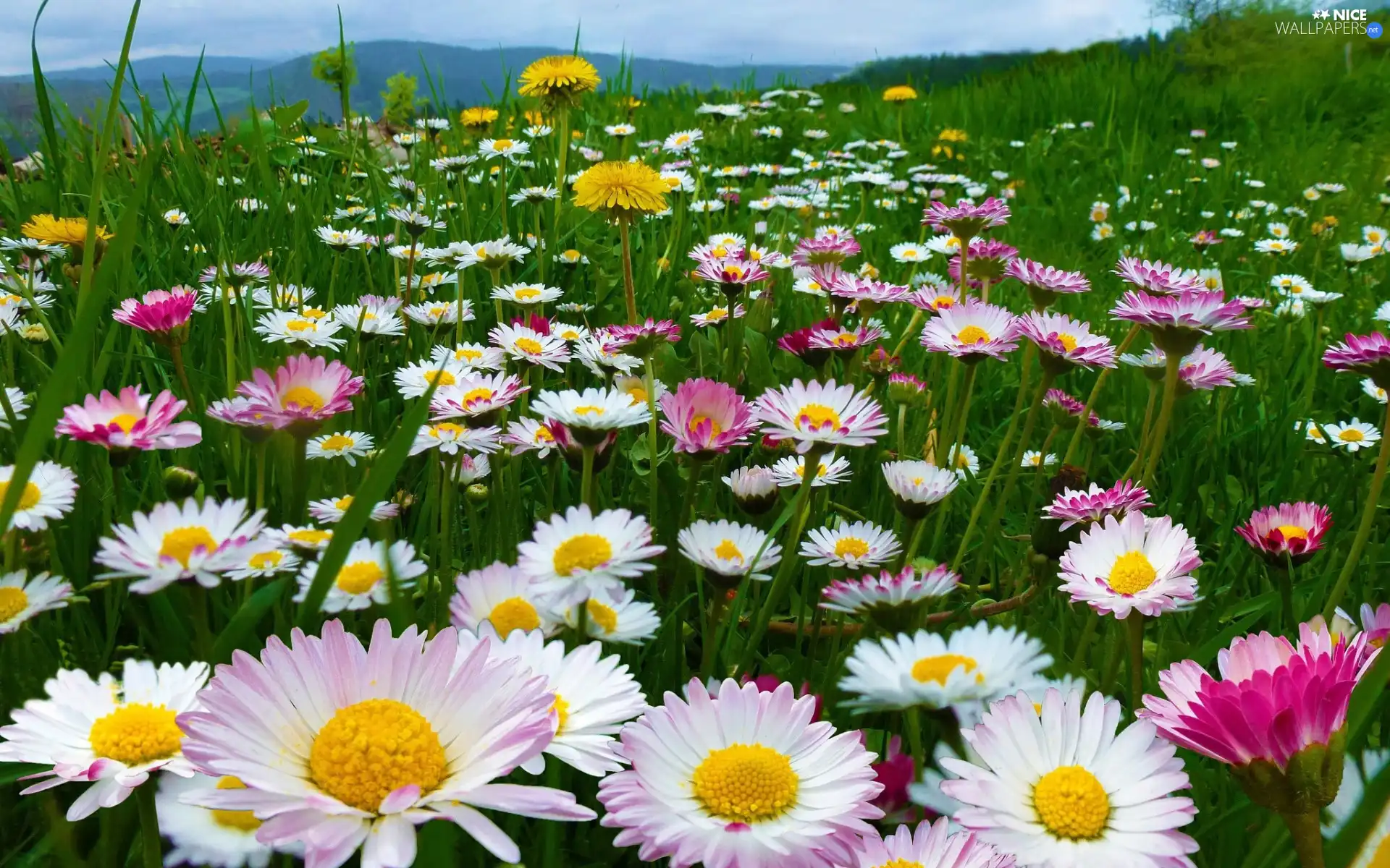 Mountains, Meadow, daisies