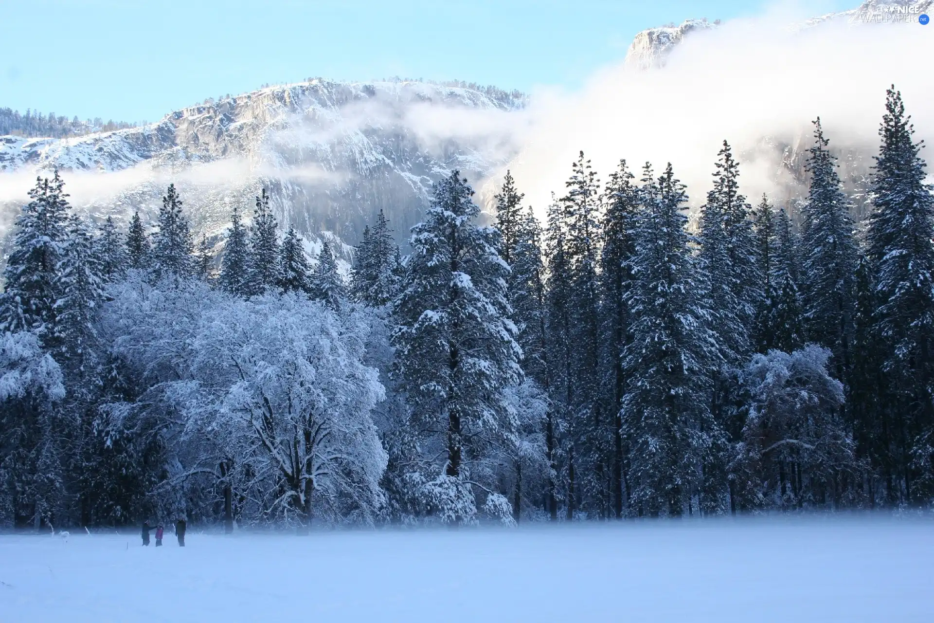 trees, snow, Mountains, Fog, viewes, Frost