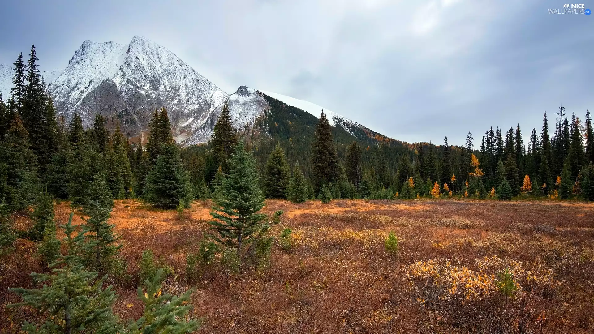 Spruces, autumn, forest, car in the meadow, Mountains
