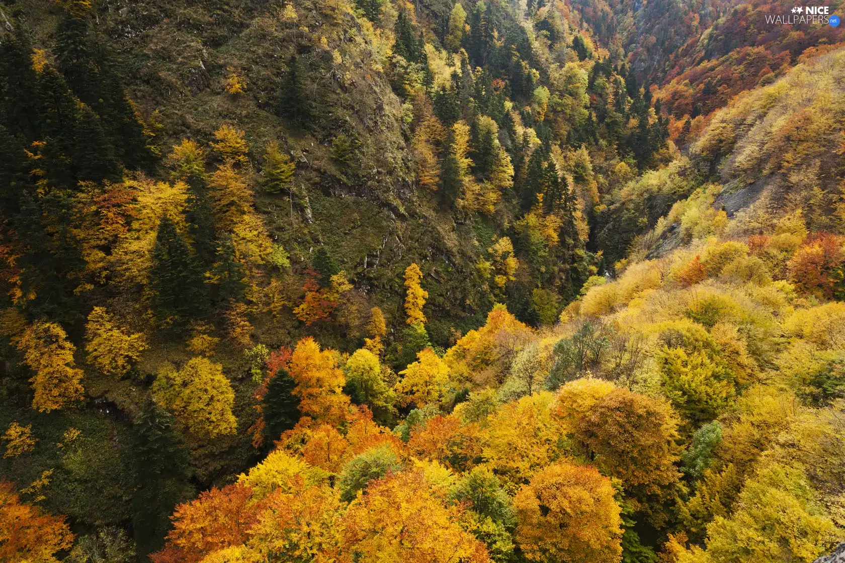 Mountains, autumn, forested