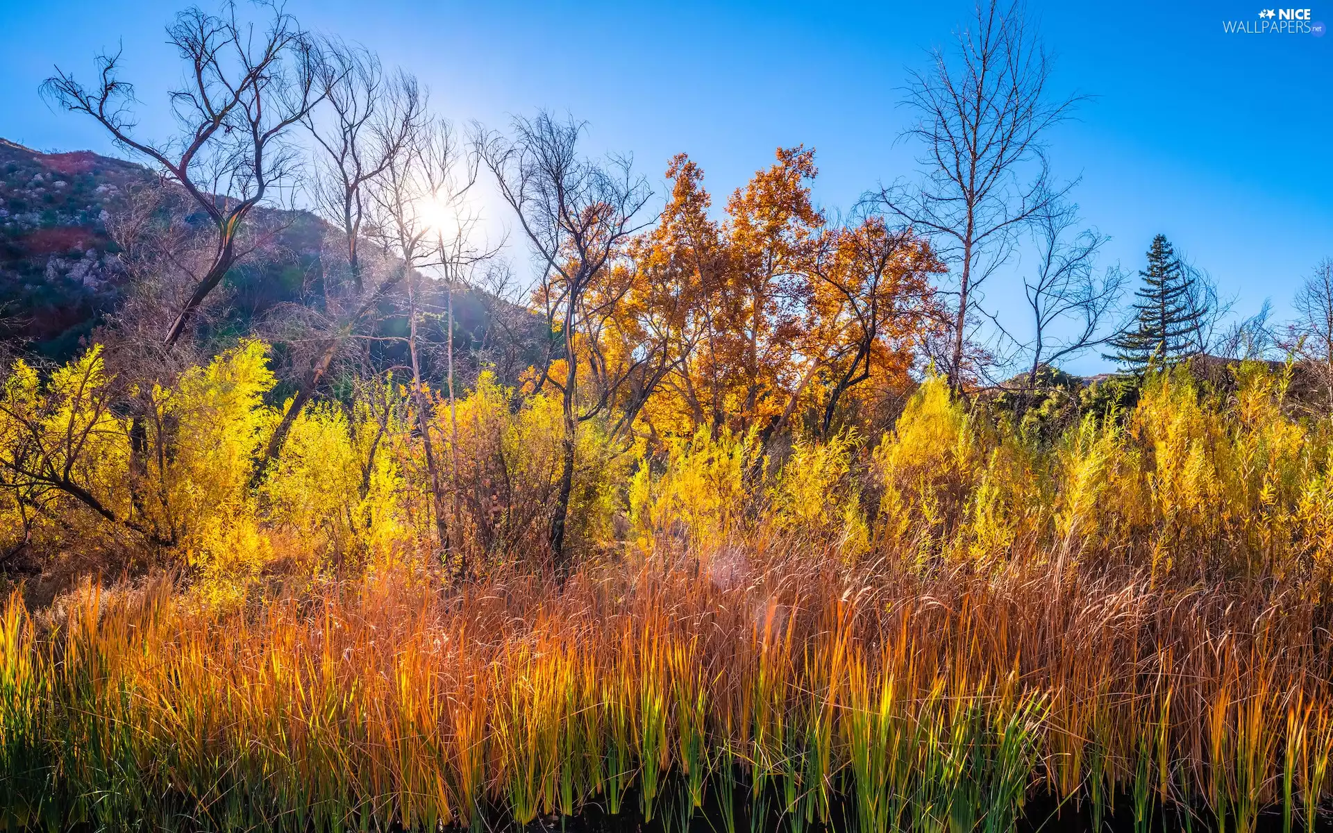 autumn, Yellowed, viewes, Mountains, trees, grass