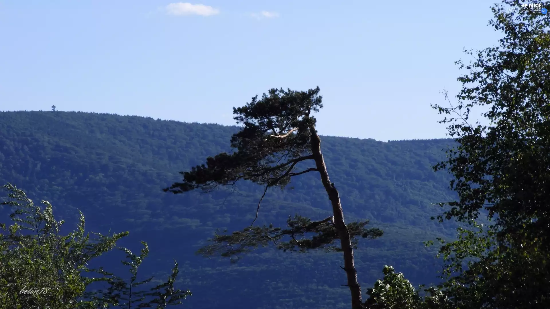 Mountains, trees, landscape