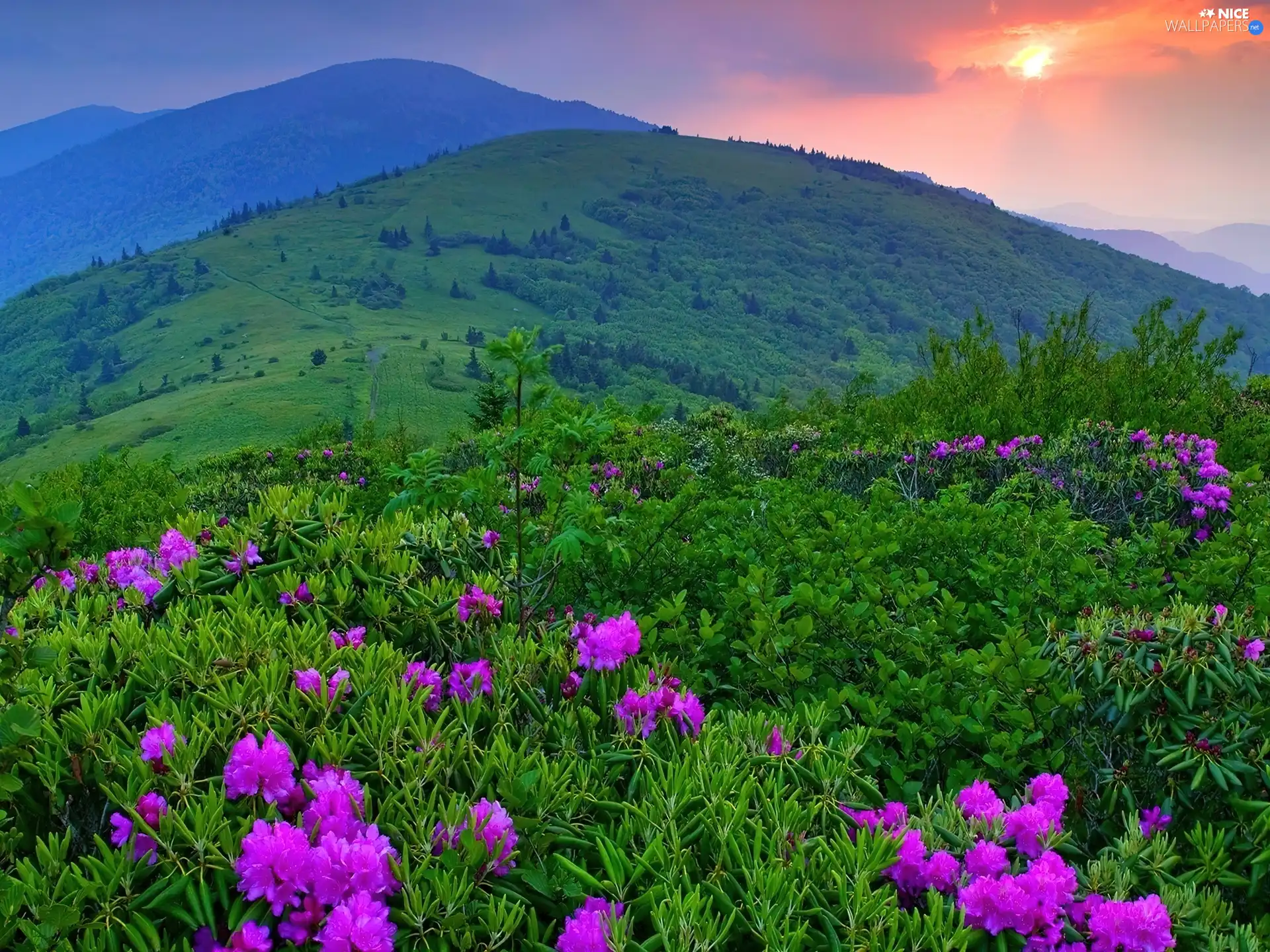 Meadow, Mountains