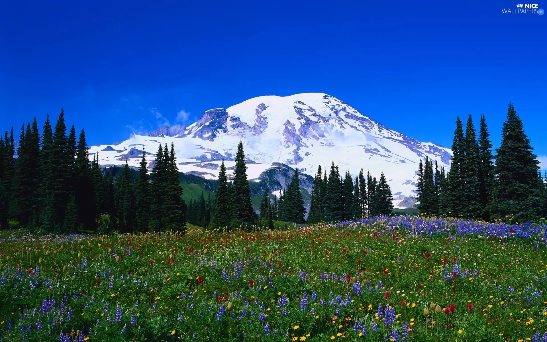 Meadow, Spruces, Mountains, Flowers