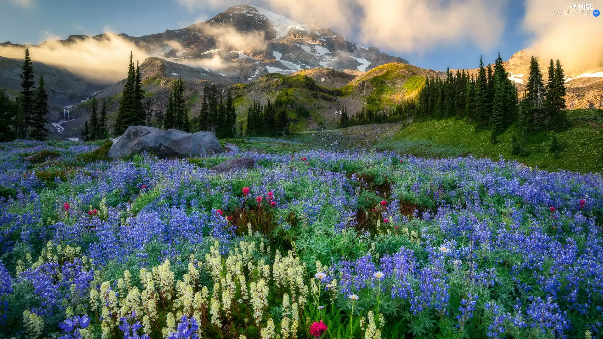 Washington State, The United States, Cascade Mountains, Mount Rainier National Park, trees, viewes, lupine, Fog, Meadow