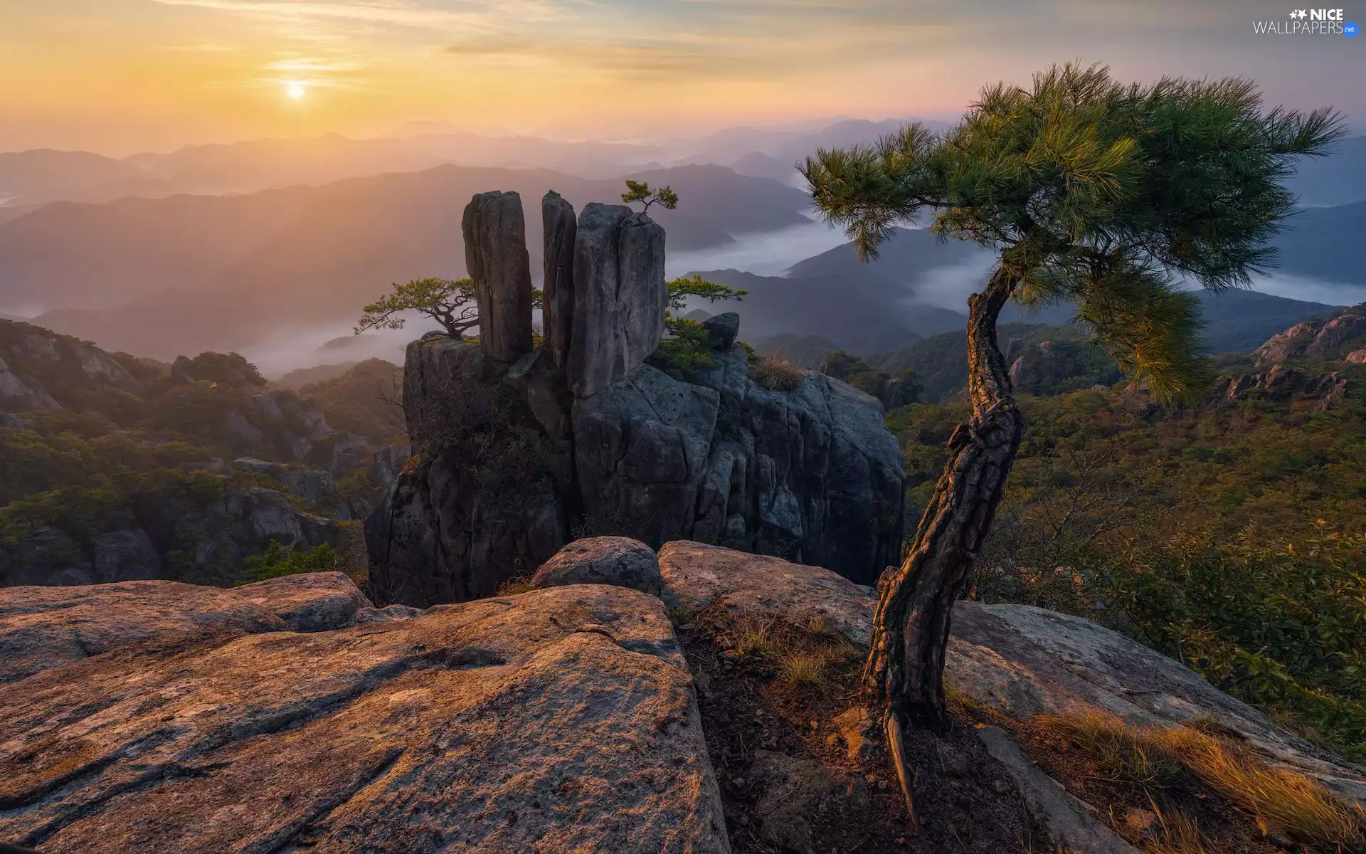 pine, rays of the Sun, rocks, Fog, Mountains