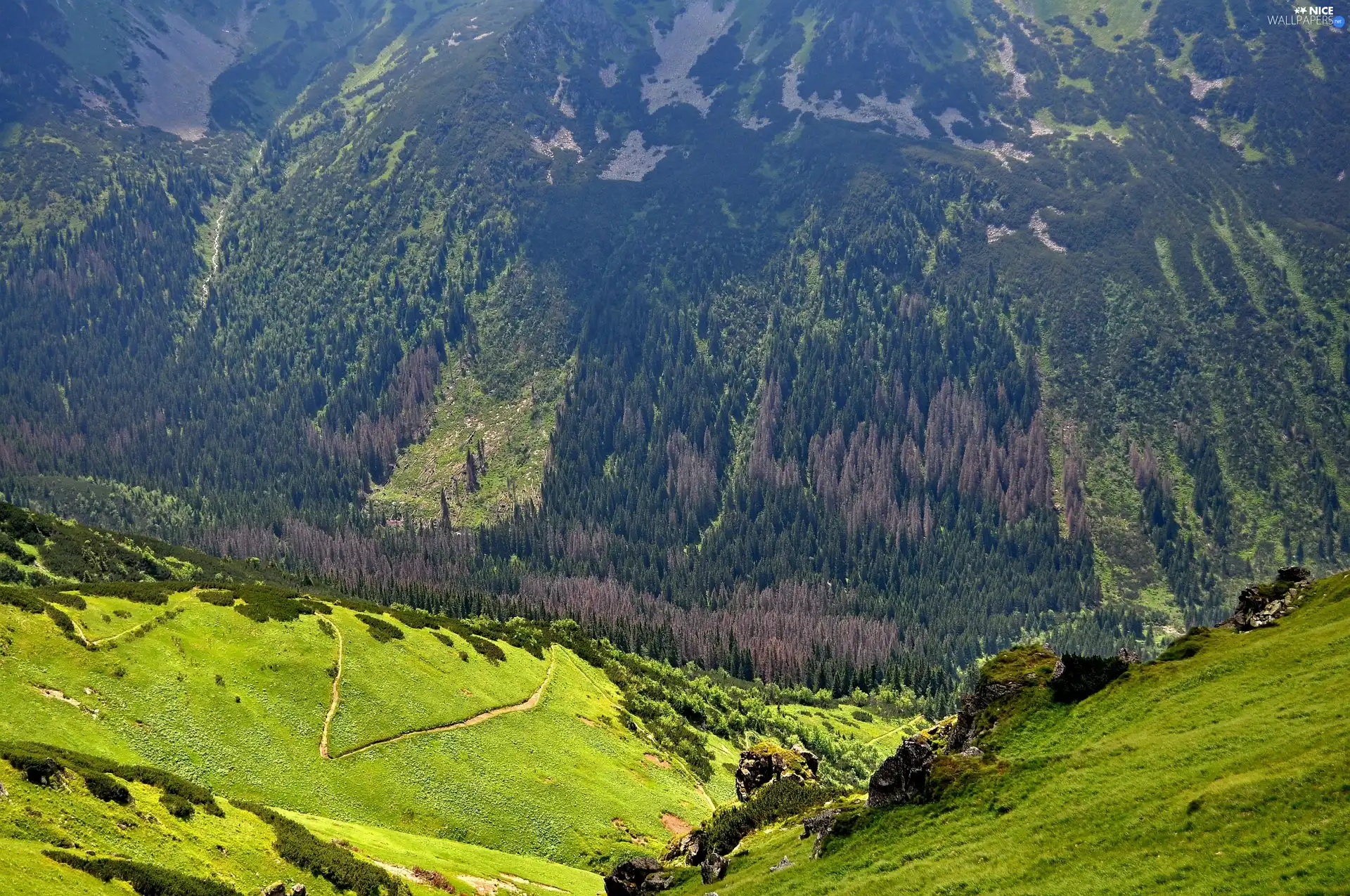 Poland, slope, Mountains, carpathians