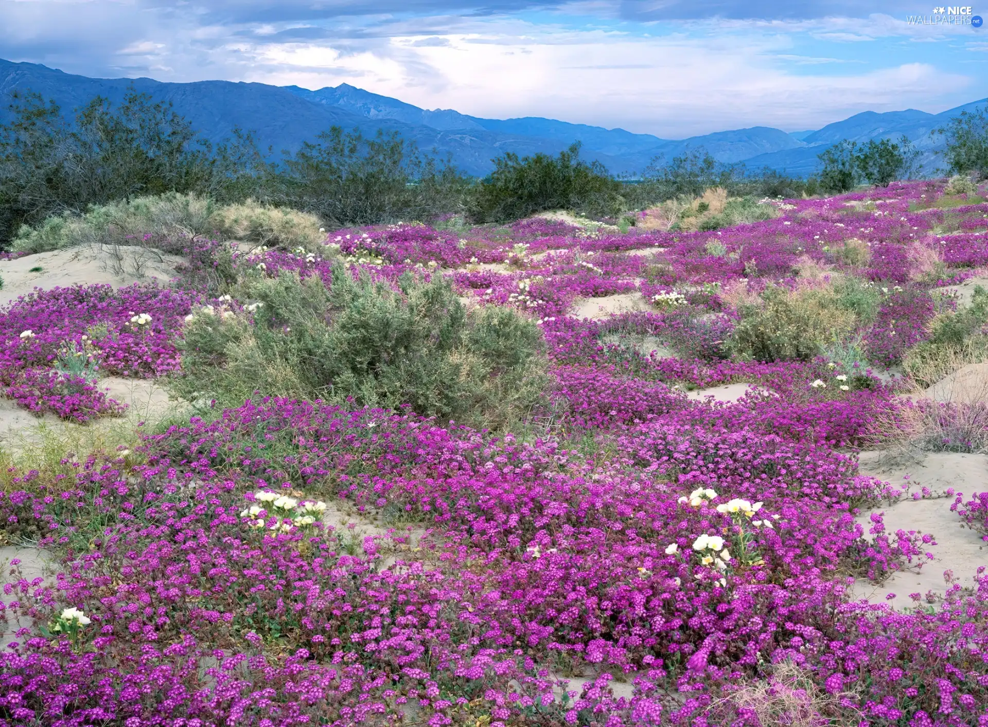 trees, Wildflowers, Mountains, Sky, viewes, Flowers