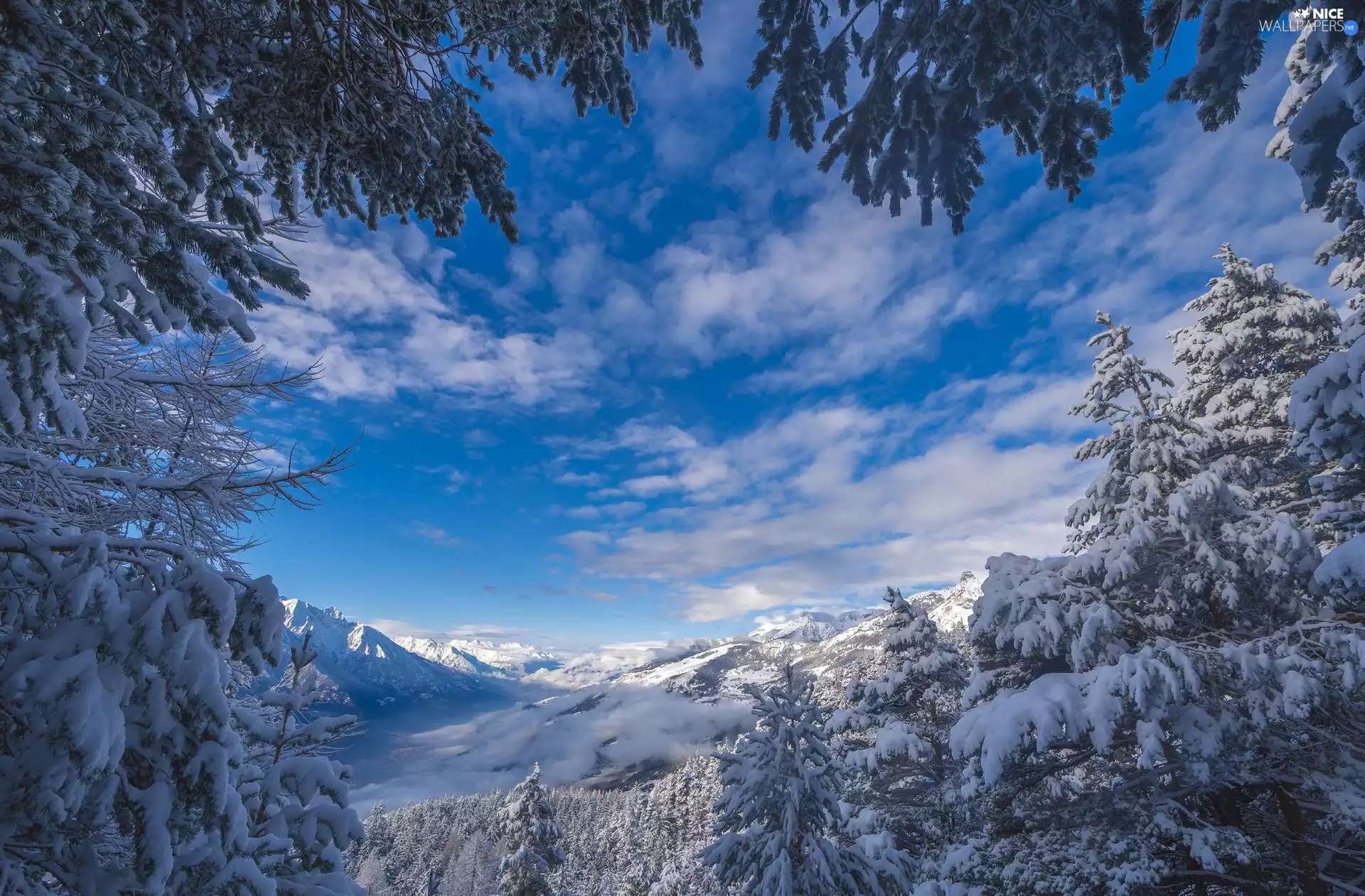 Snowy, Spruces, winter, Mountains