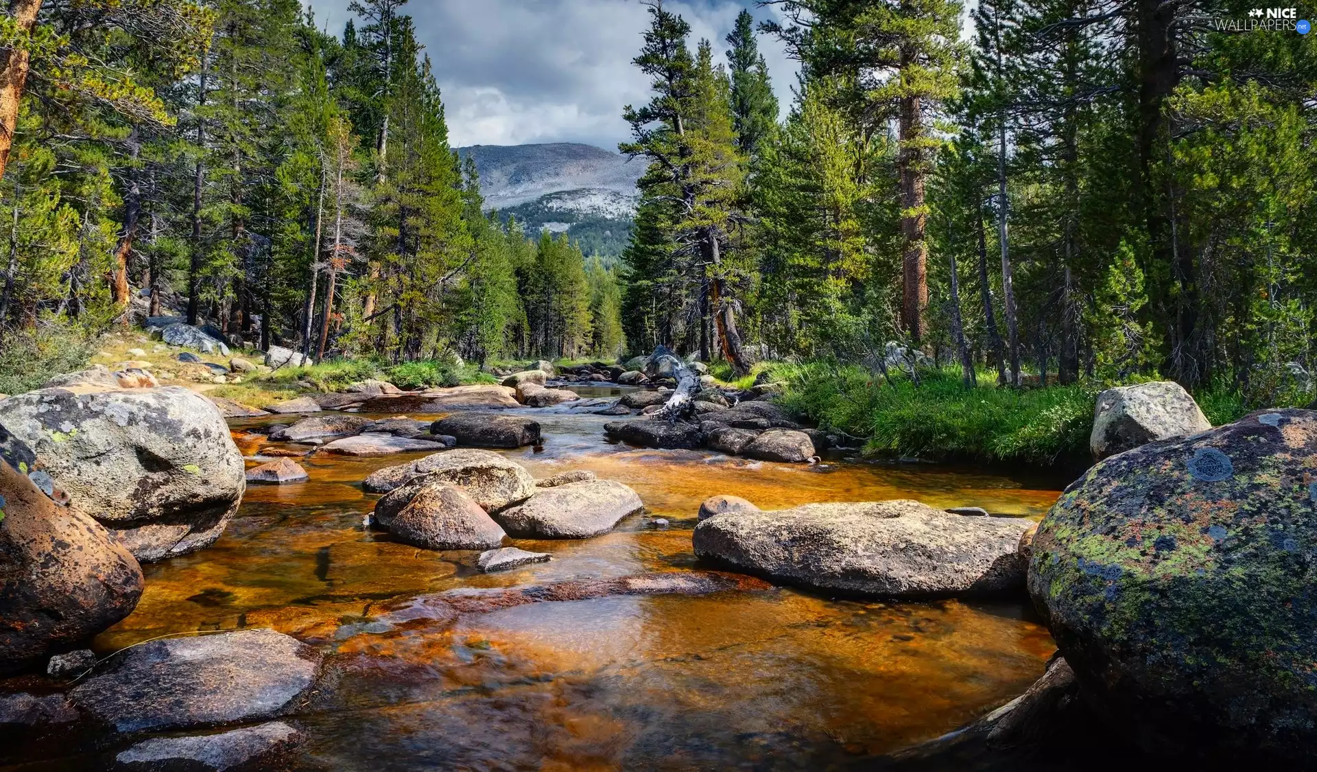 forest, River, viewes, Mountains, trees, Stones