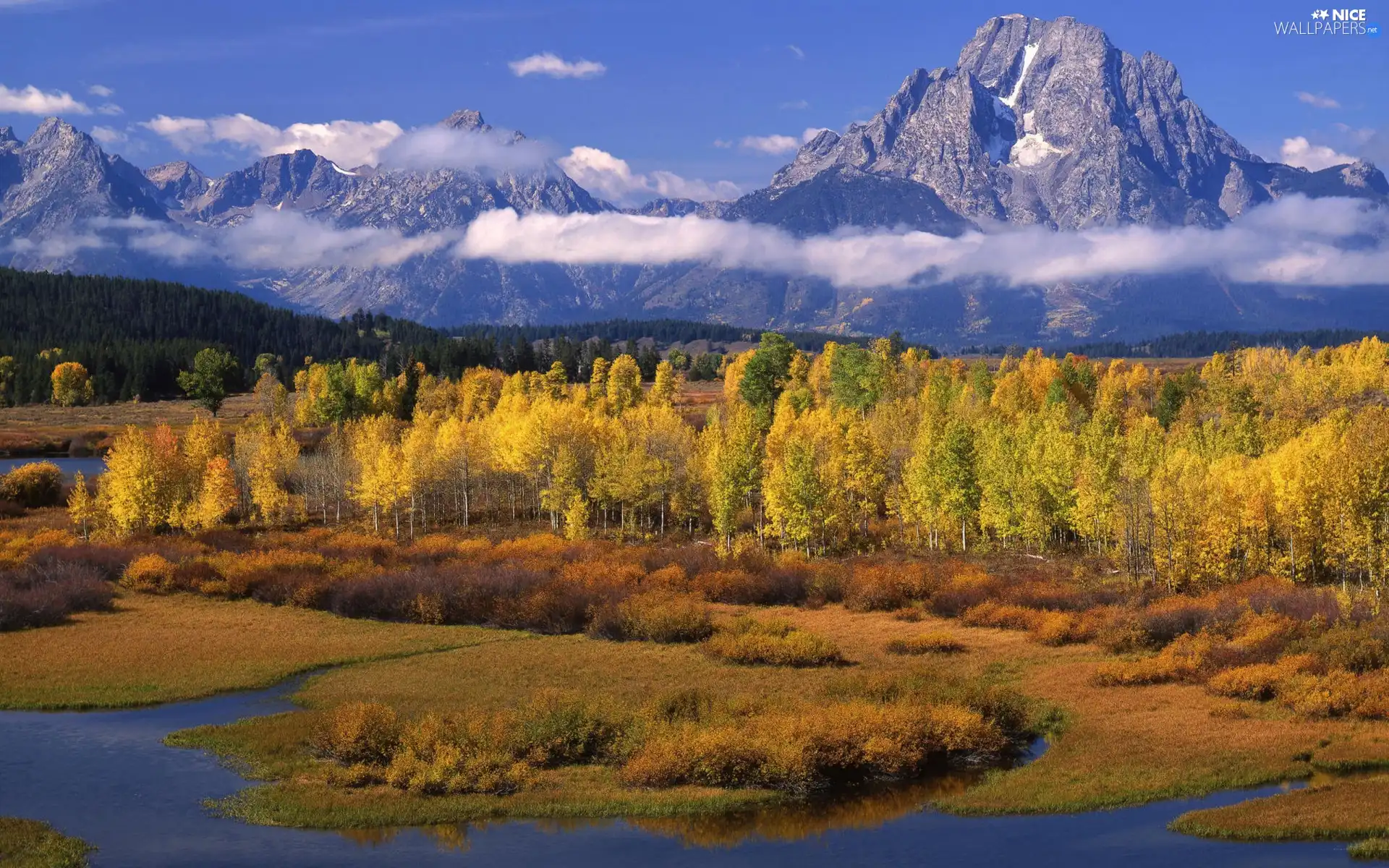 trees, Backwaters, Mountains, viewes