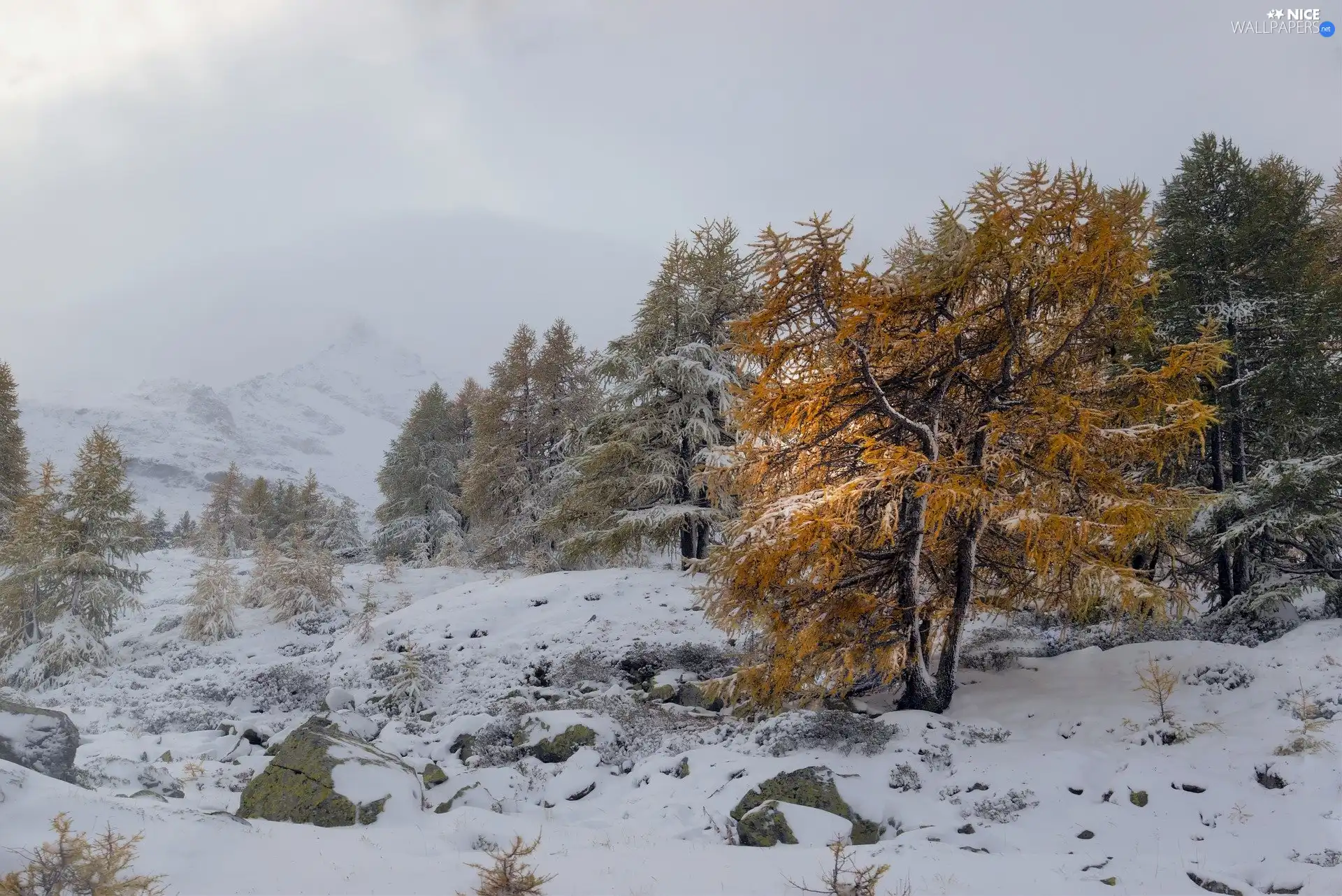 viewes, winter, snow, Mountains, Fog, trees