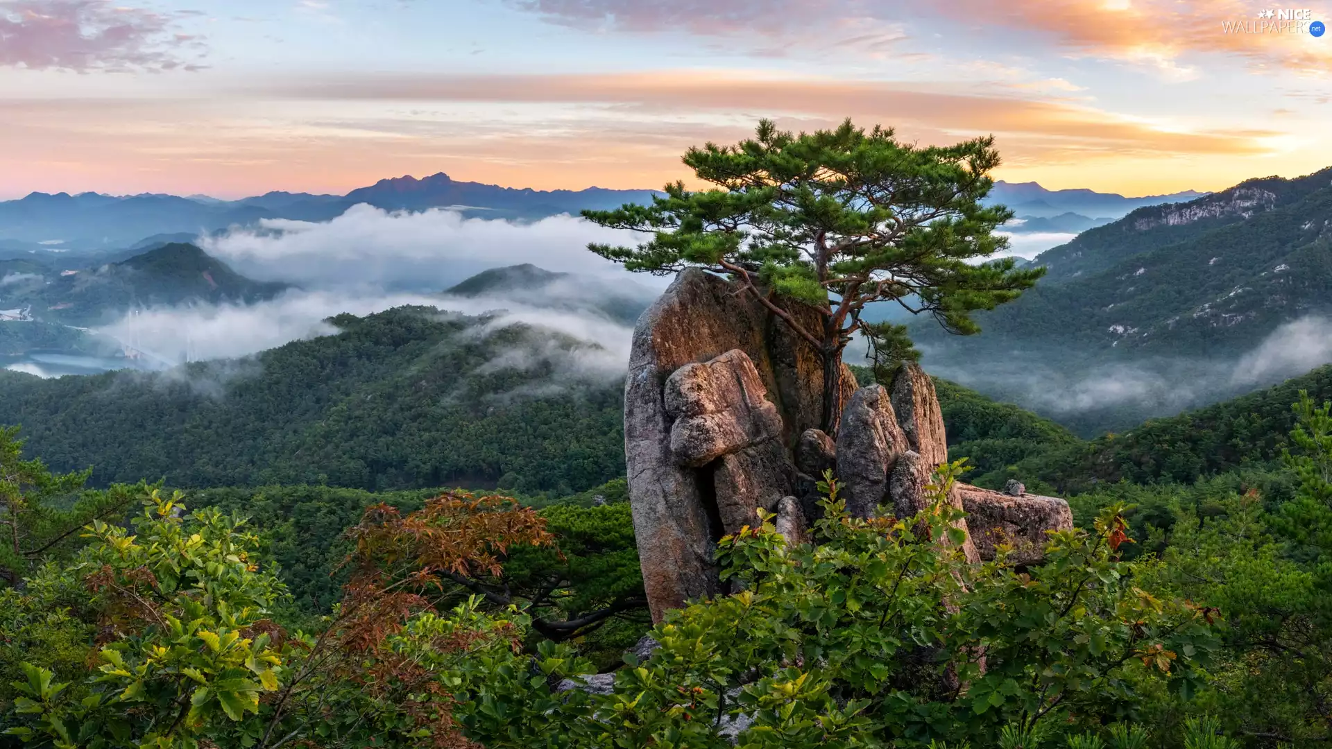 Rocks, trees, Fog, Mountains, pine, viewes