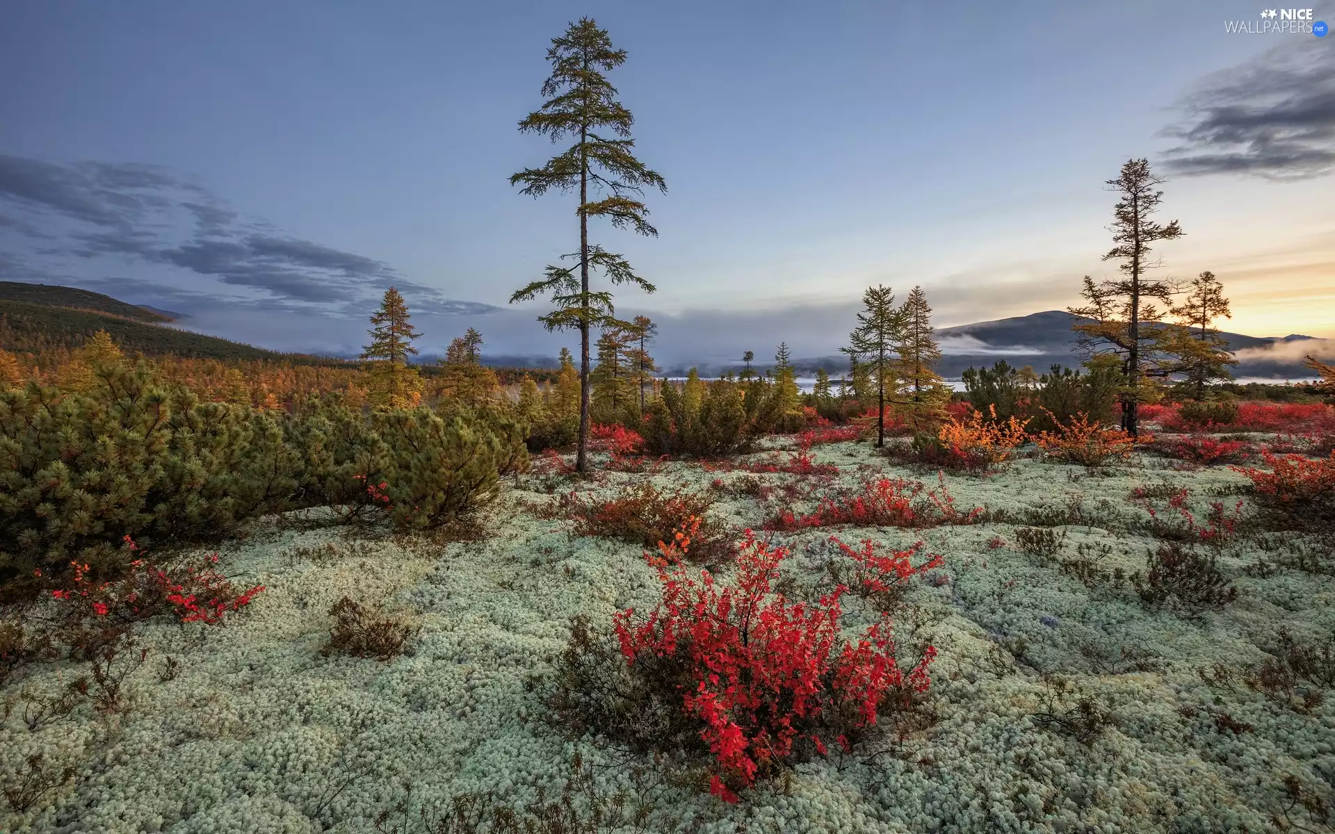color, trees, Plants, mountains, Bush, viewes