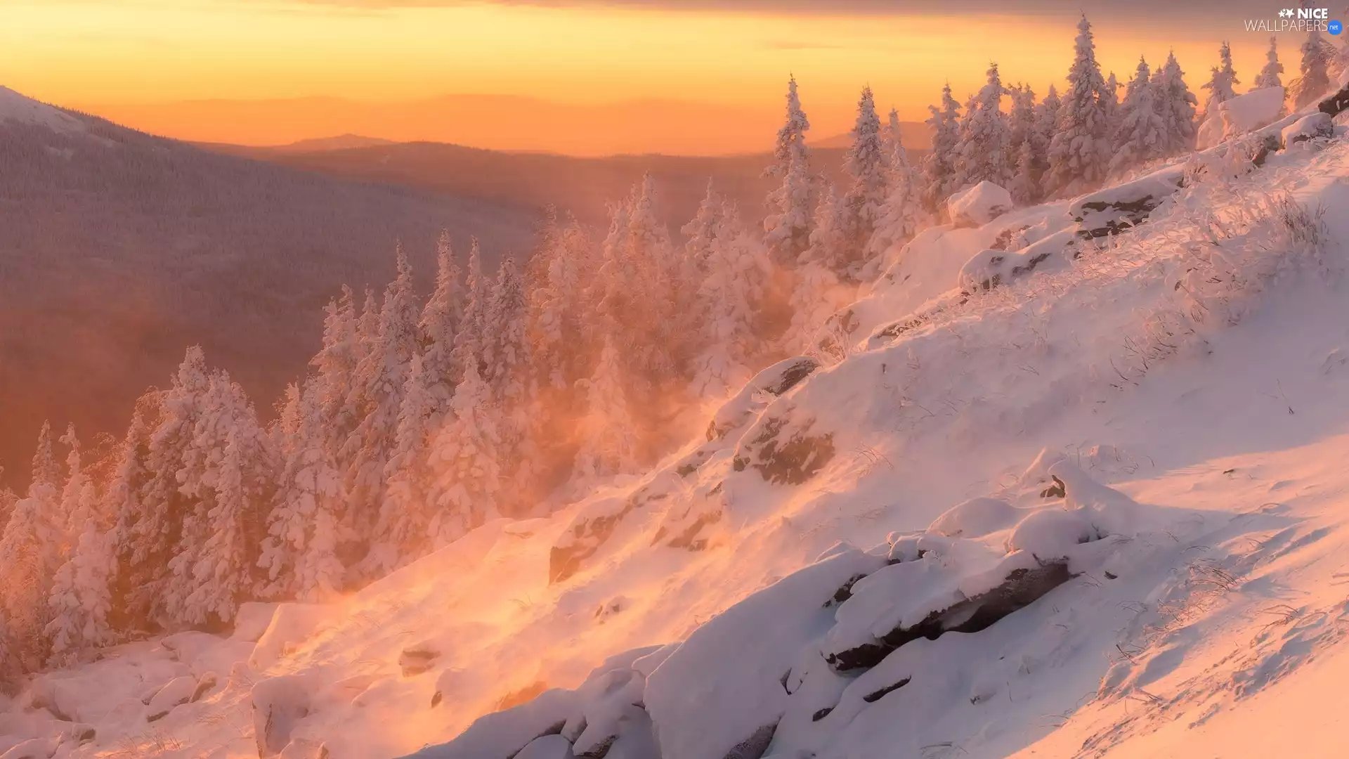 Snowy, Sunrise, viewes, Mountains, winter, trees, Spruces