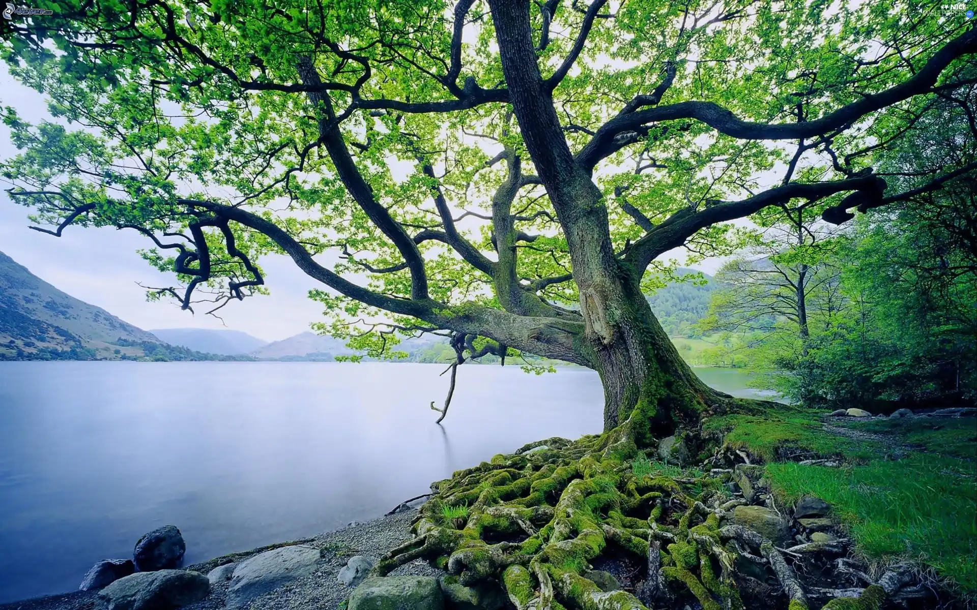 Mountains, woods, trees, lake, beatyfull