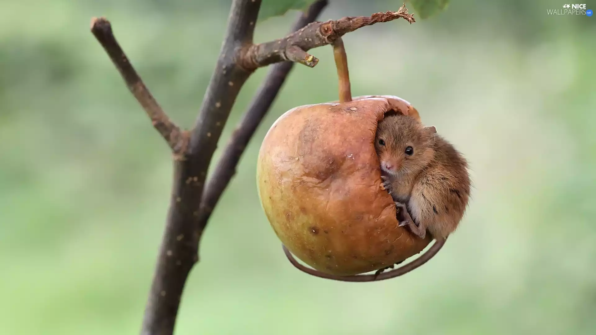 twig, mouse, Harvest Mouse, Apple