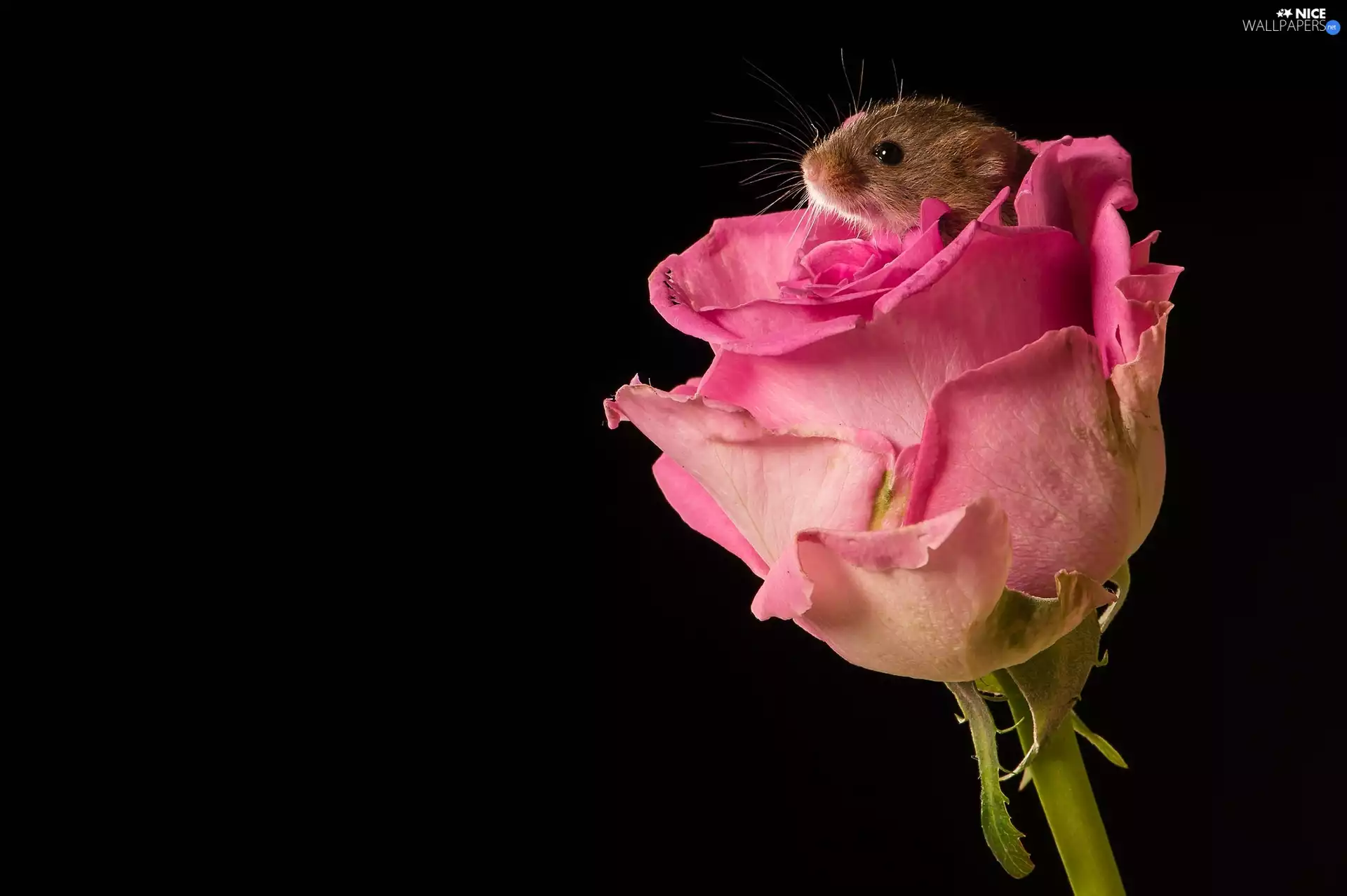 Colourfull Flowers, Pink, mouse, mouse, small, rose