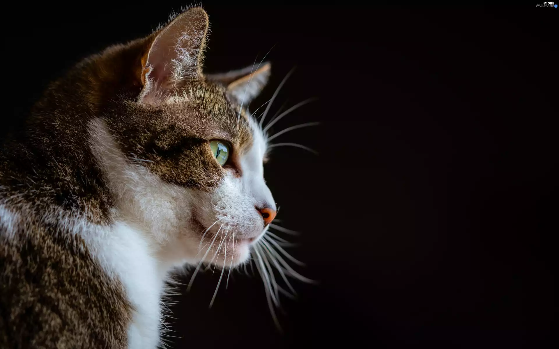 black background, cat, moustache
