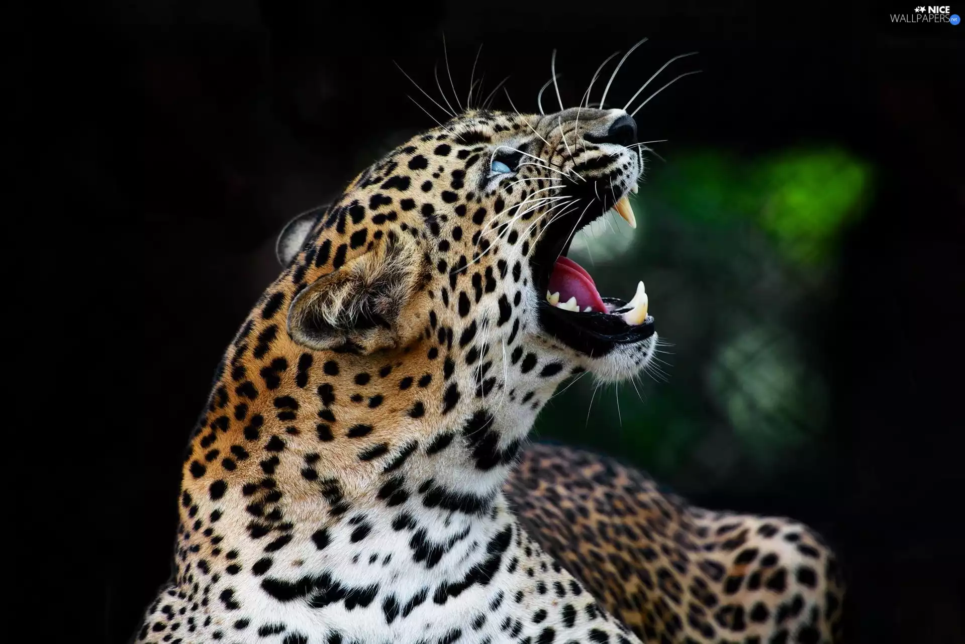 moustache, Panther, canines