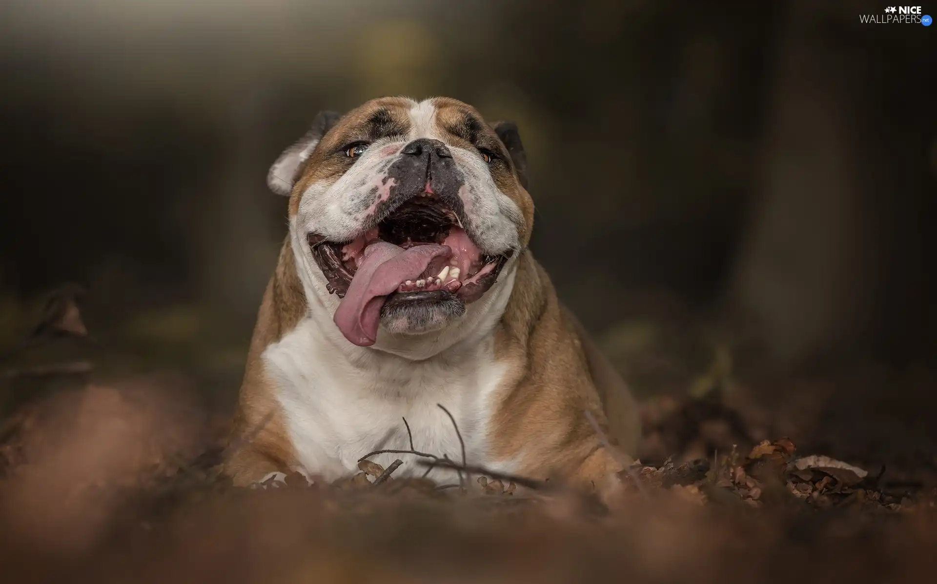tongue, English Bulldog, mouth