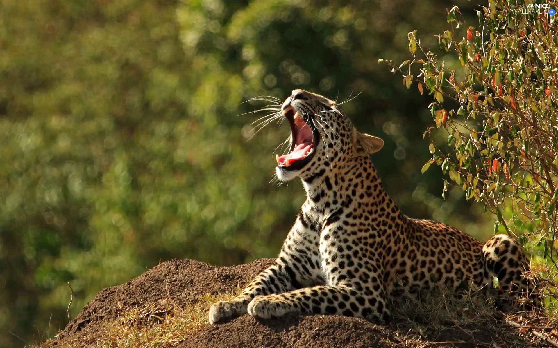 mouth, Leopards, open