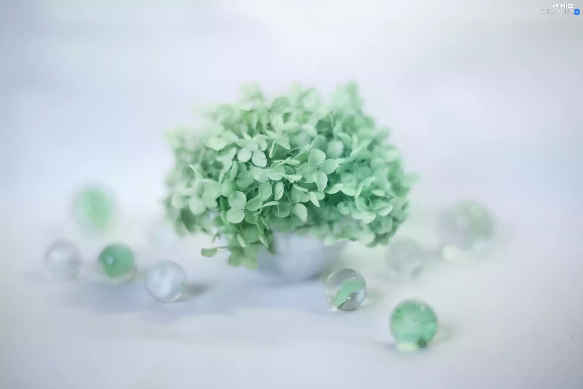 M&Ms balls, Green, hydrangea